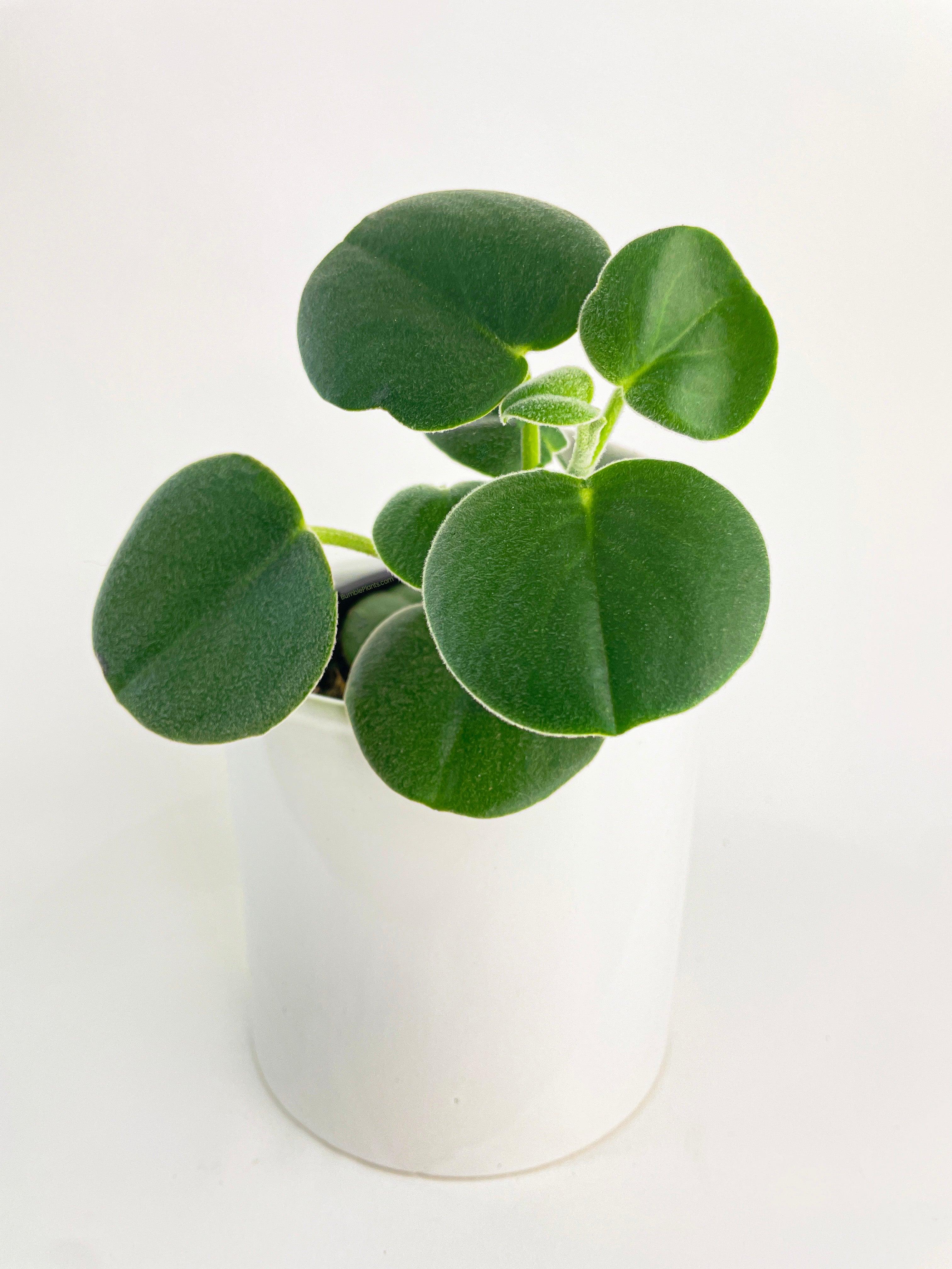 Bumble Plants Peperomia Incana - Thumbnail 5