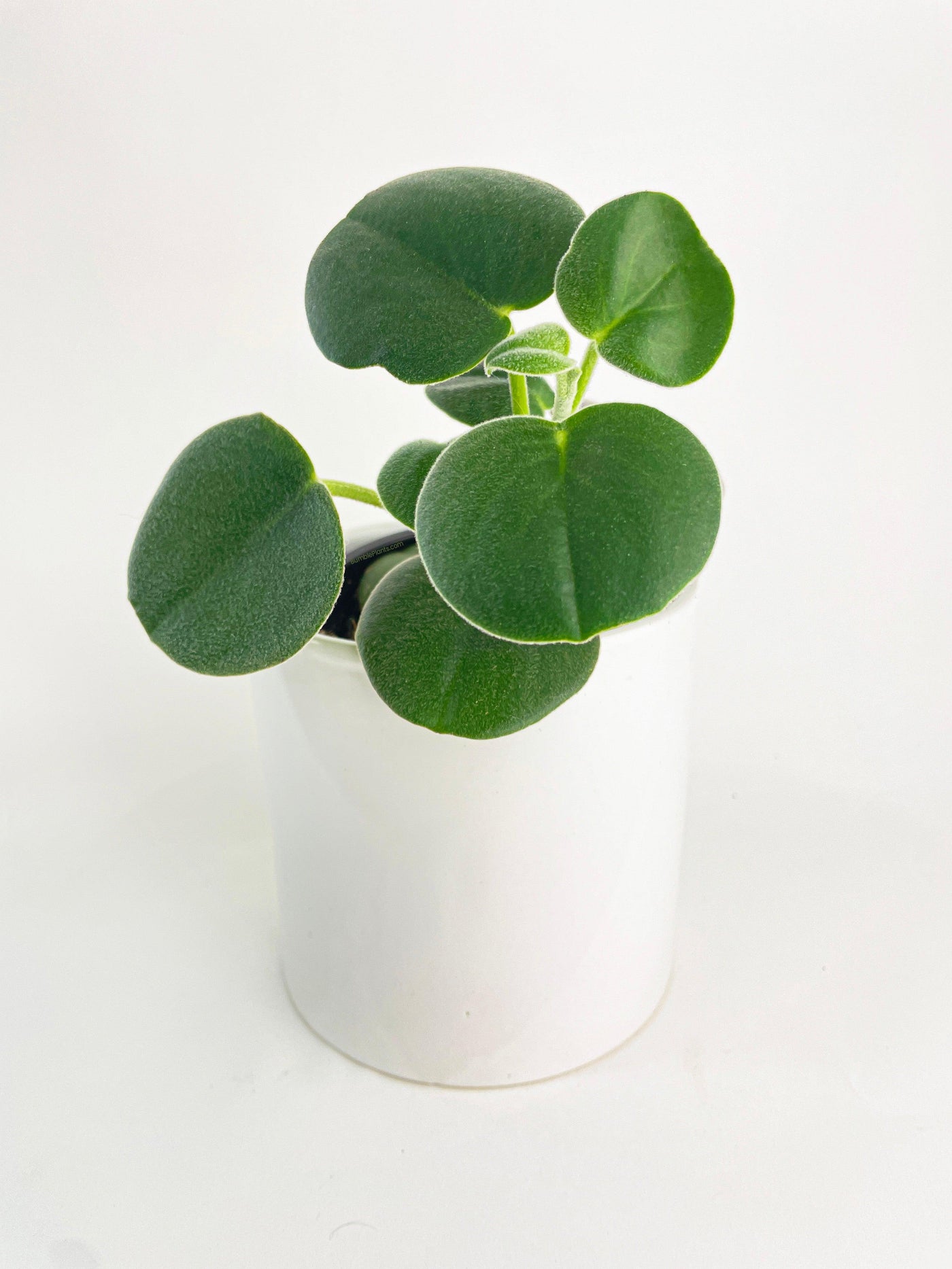 fuzzy leaf plant indoor Live Peperomia Incana Fuzzy 'Felted
