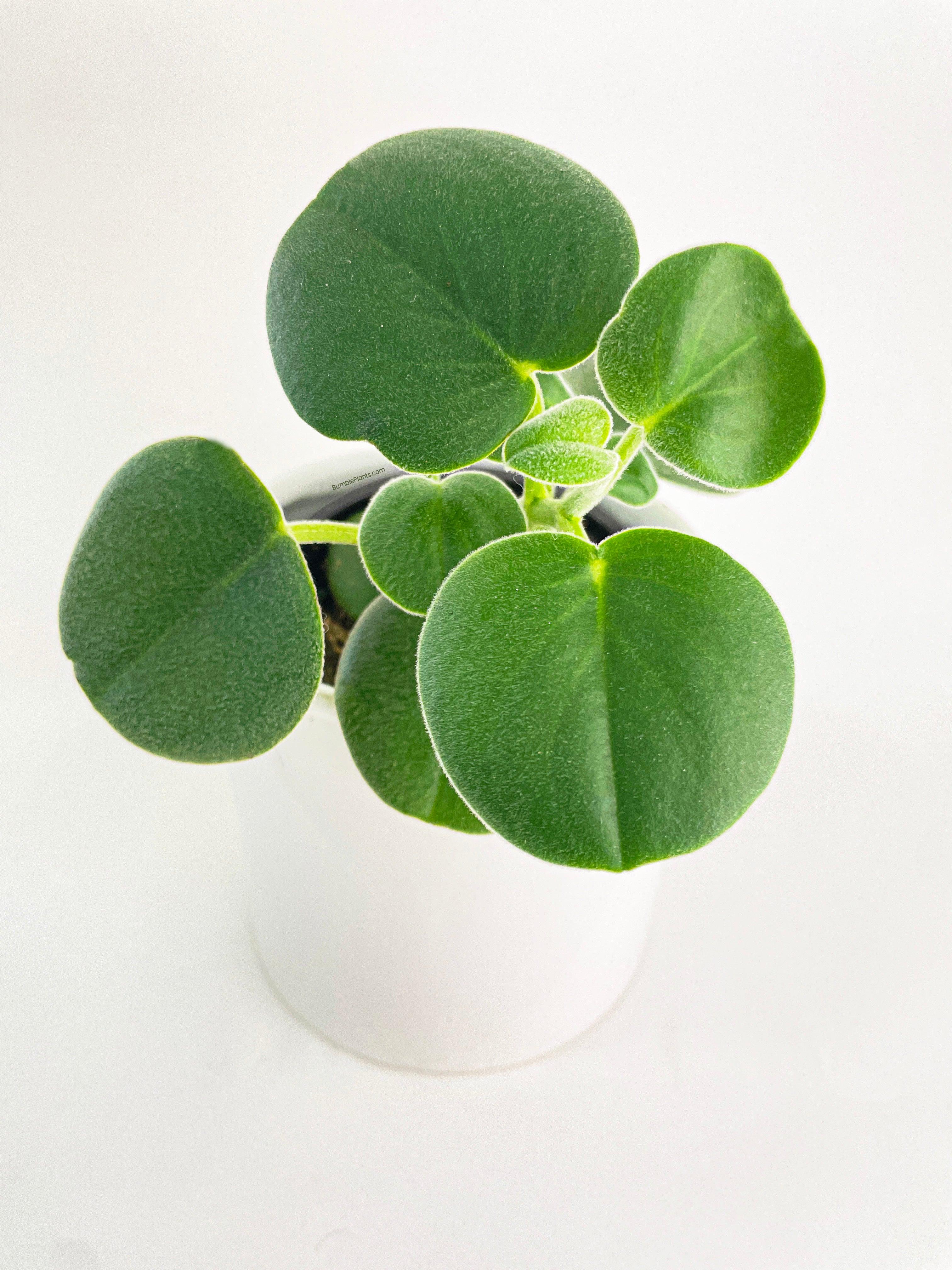 Peperomia Incana Fuzzy 'Felted Pepperface' - Bumble Plants