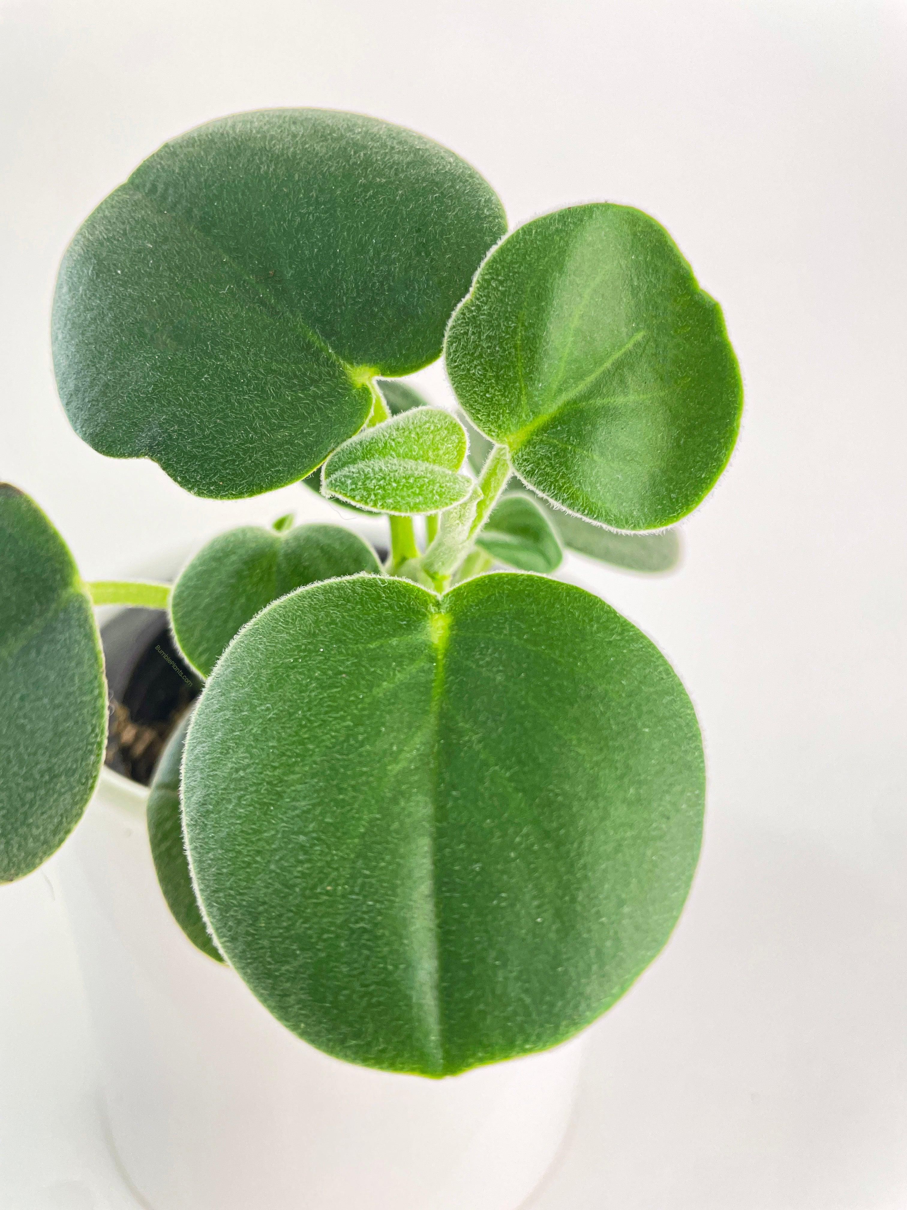 Peperomia Incana Fuzzy 'Felted Pepperface' - Bumble Plants