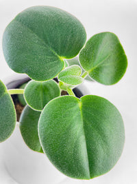 Peperomia Incana Fuzzy 'Felted Pepperface' - Bumble Plants