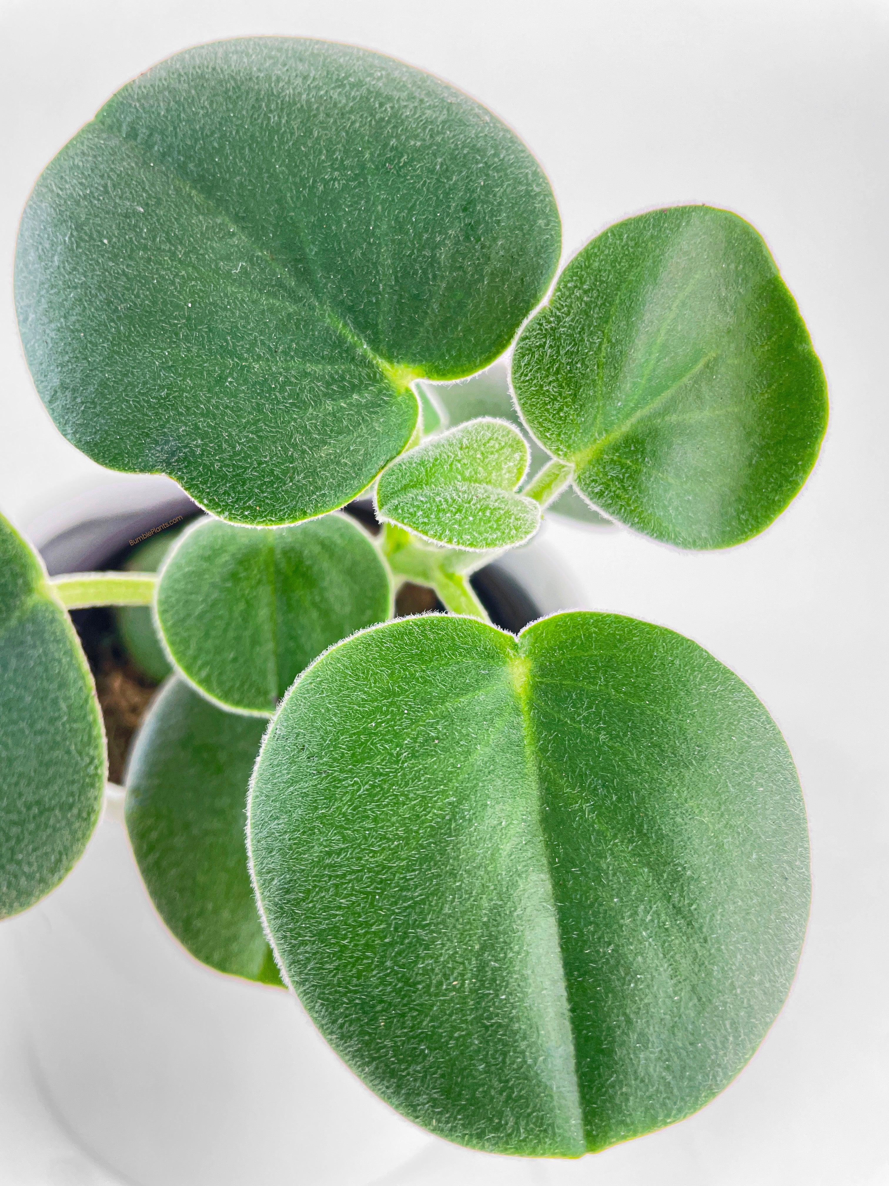 Peperomia Incana Fuzzy 'Felted Pepperface' - Bumble Plants