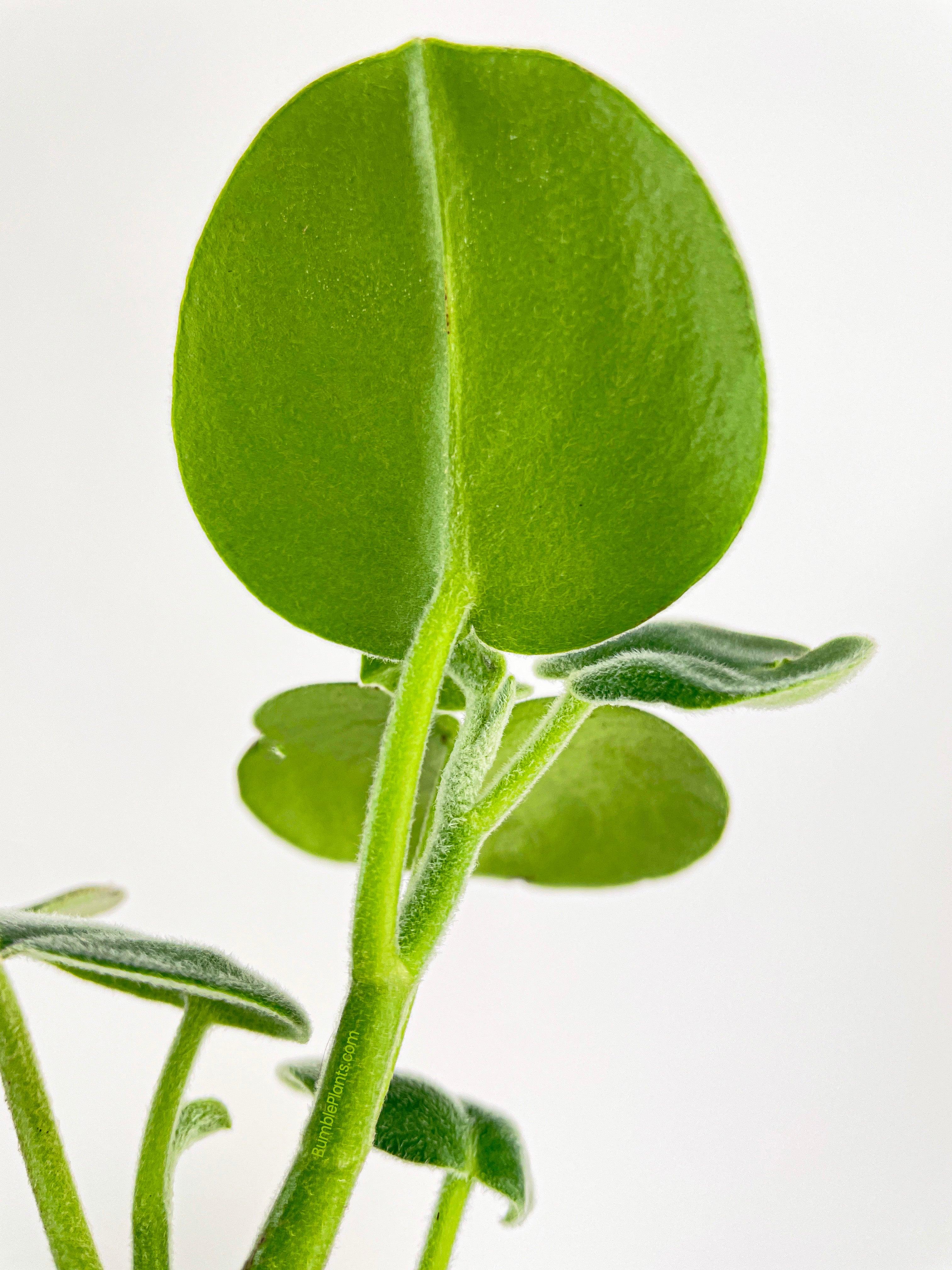 Peperomia Incana Fuzzy 'Felted Pepperface' - Bumble Plants