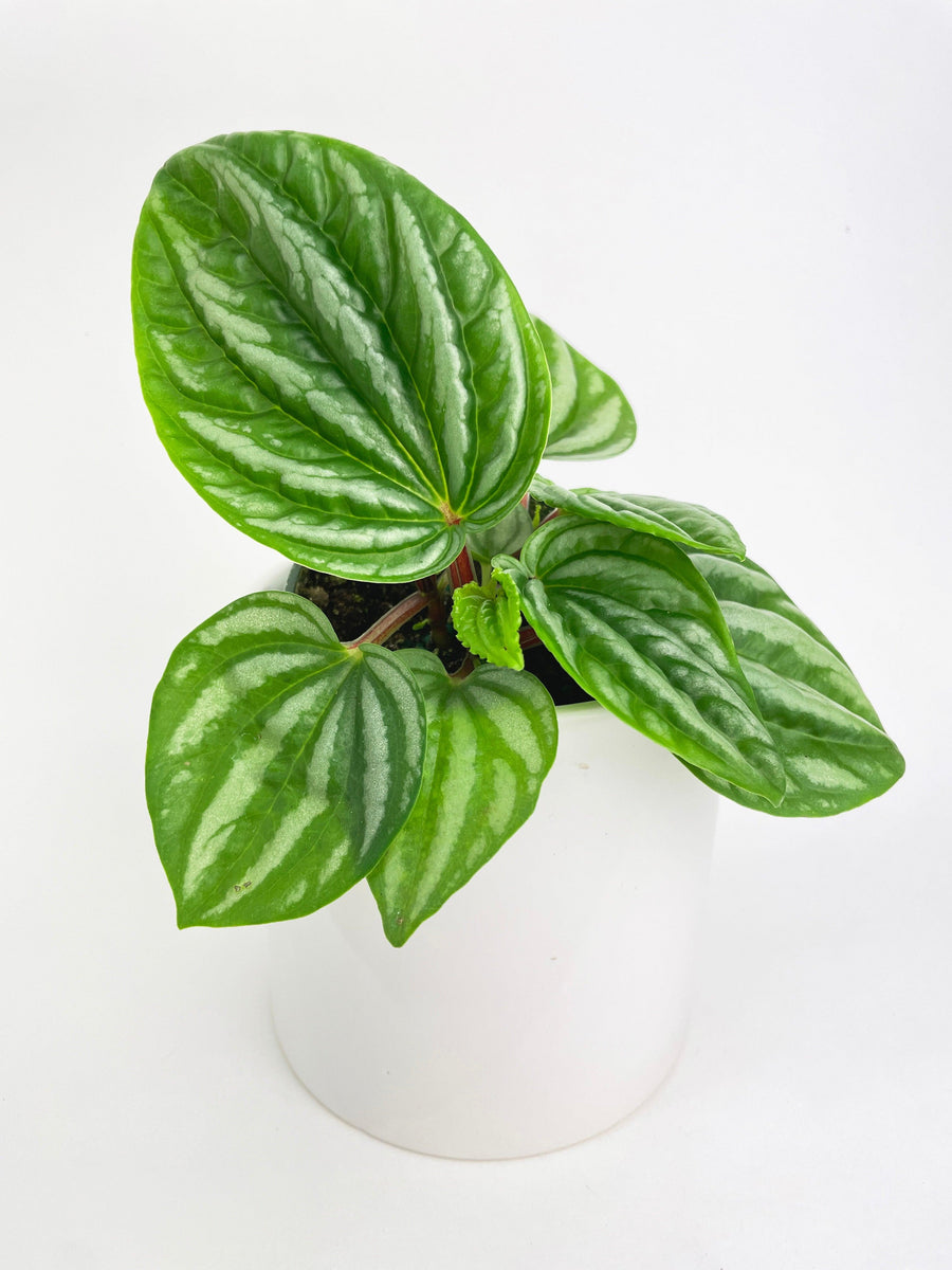 Peperomia Sp. Ecuador - Bumble Plants