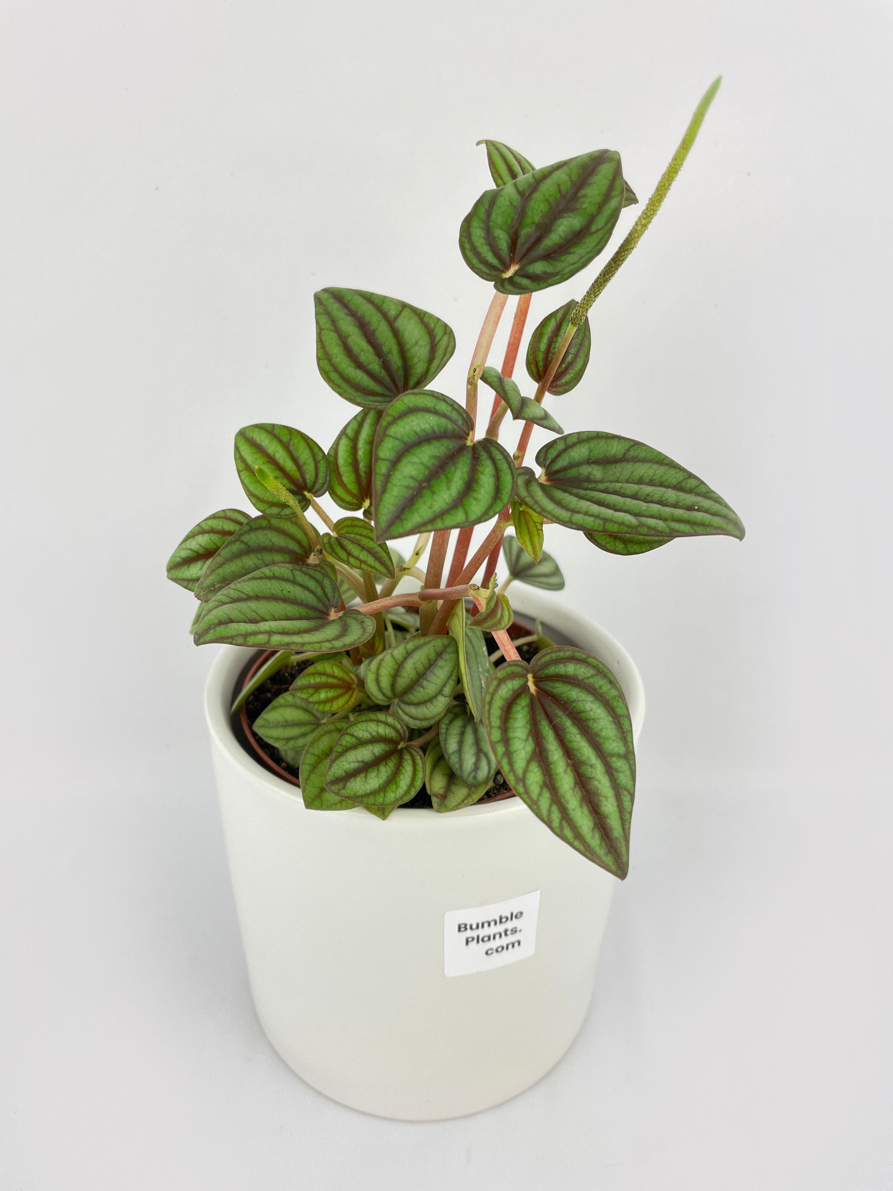 Bumble Plants Peperomia Piccolo Banda