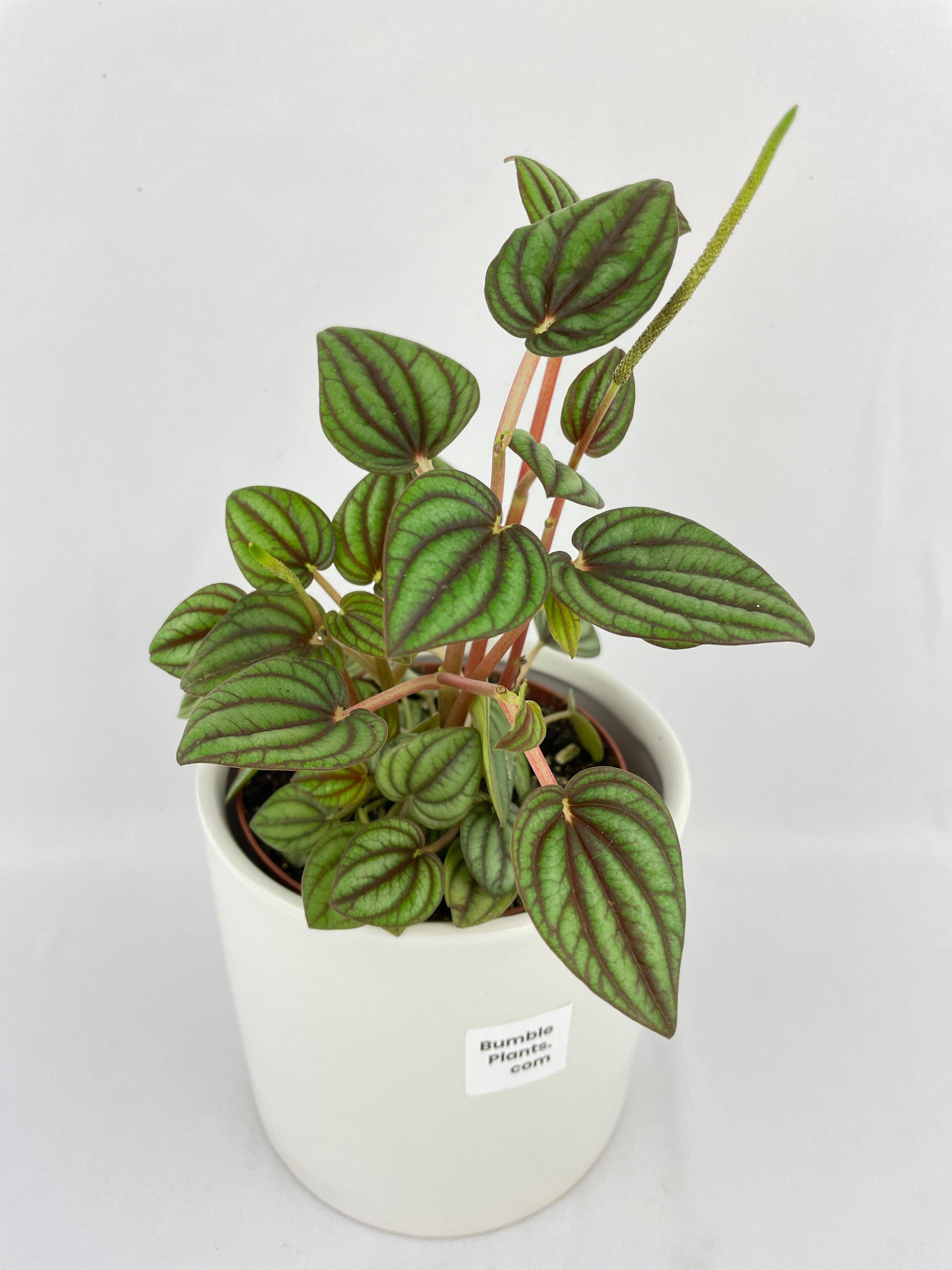 Bumble Plants Peperomia Piccolo Banda - Thumbnail 5