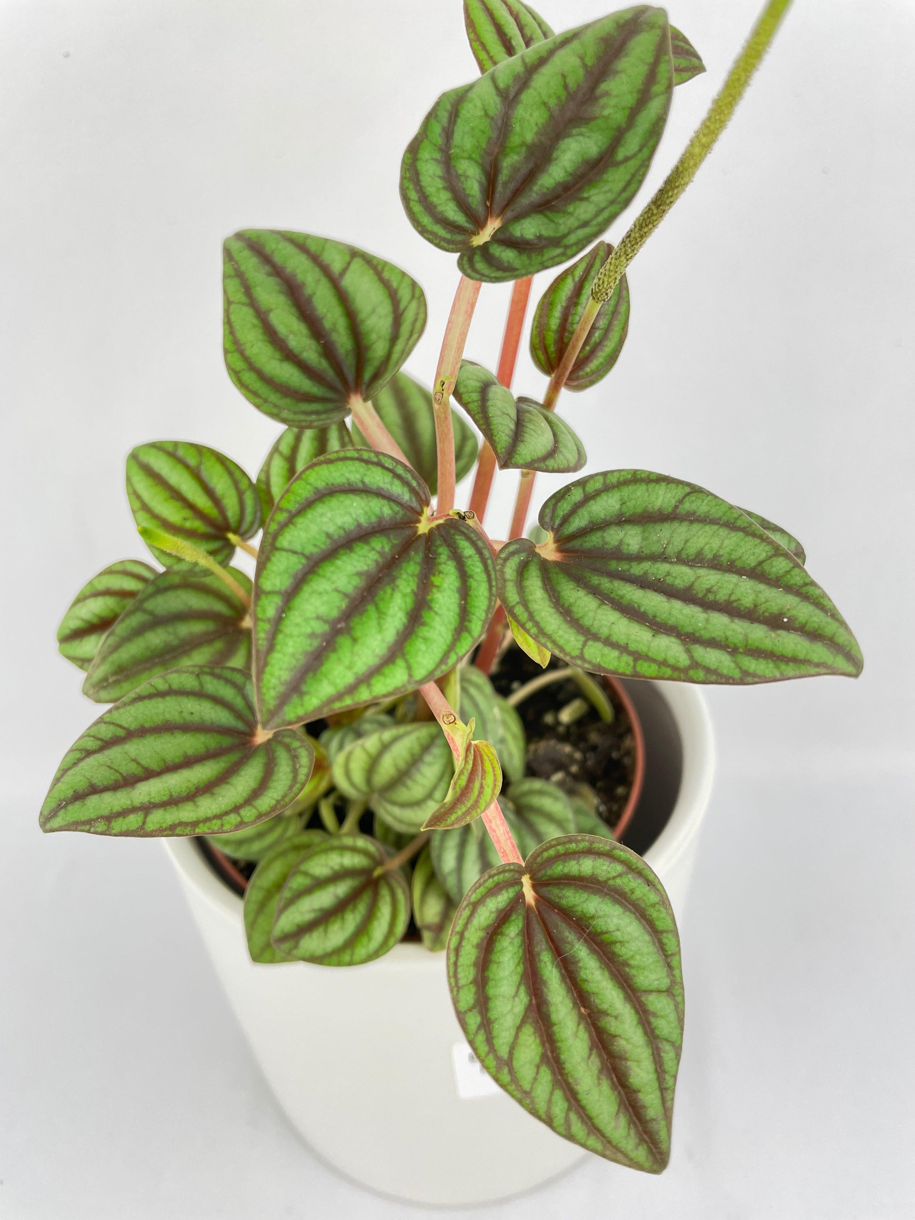 Bumble Plants Peperomia Piccolo Banda - Thumbnail 3
