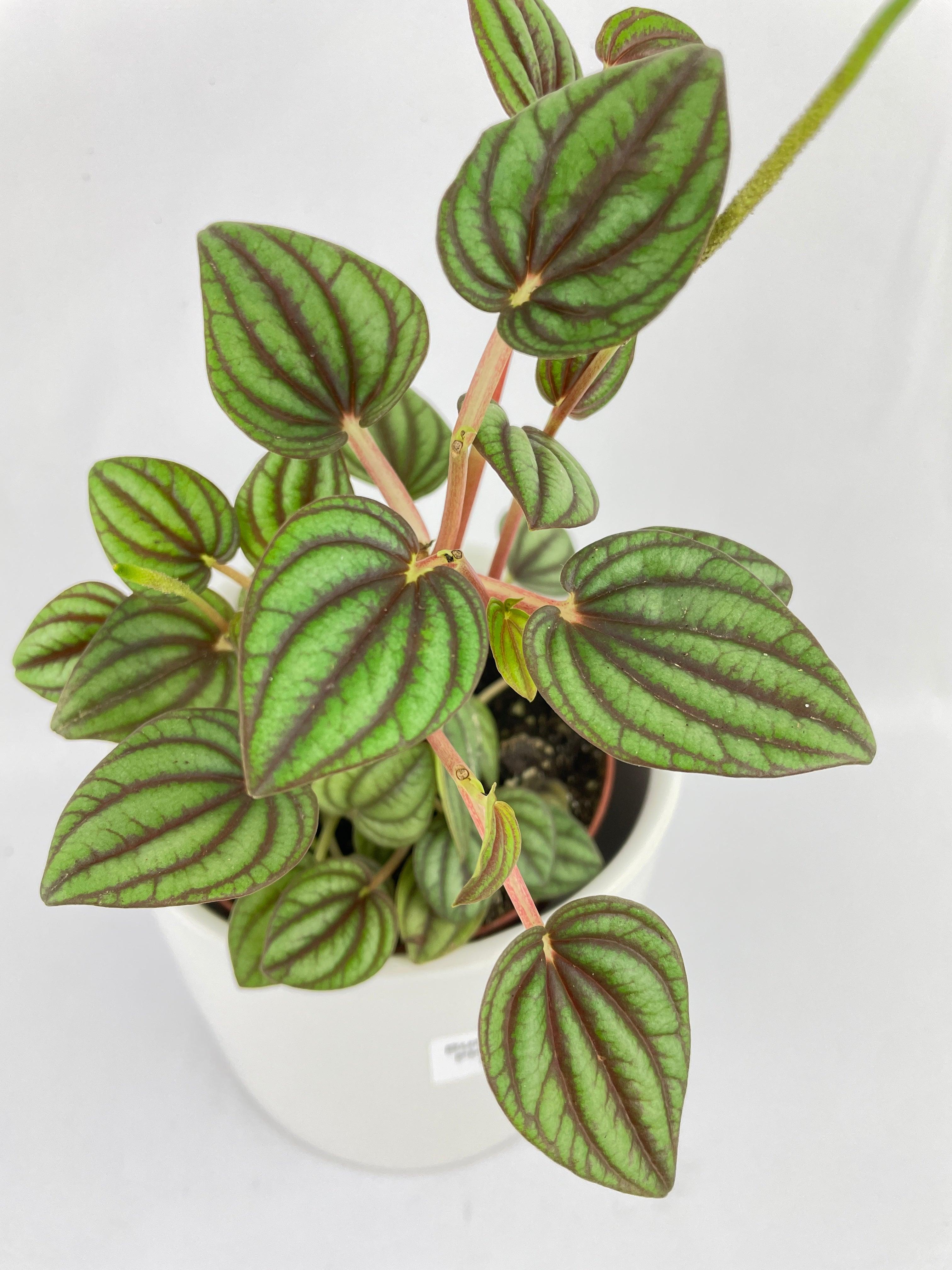 Bumble Plants Peperomia Piccolo Banda