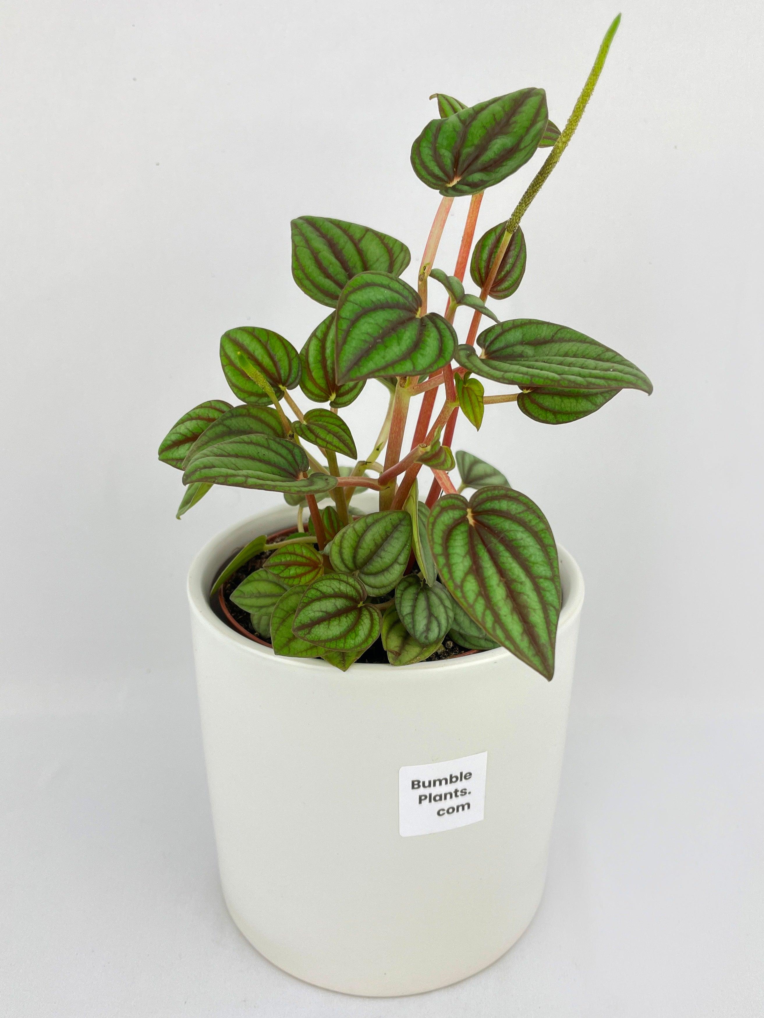 Bumble Plants Peperomia Piccolo Banda - Thumbnail 4