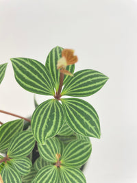 Peperomia Puteolata 'Tetragona' - Bumble Plants