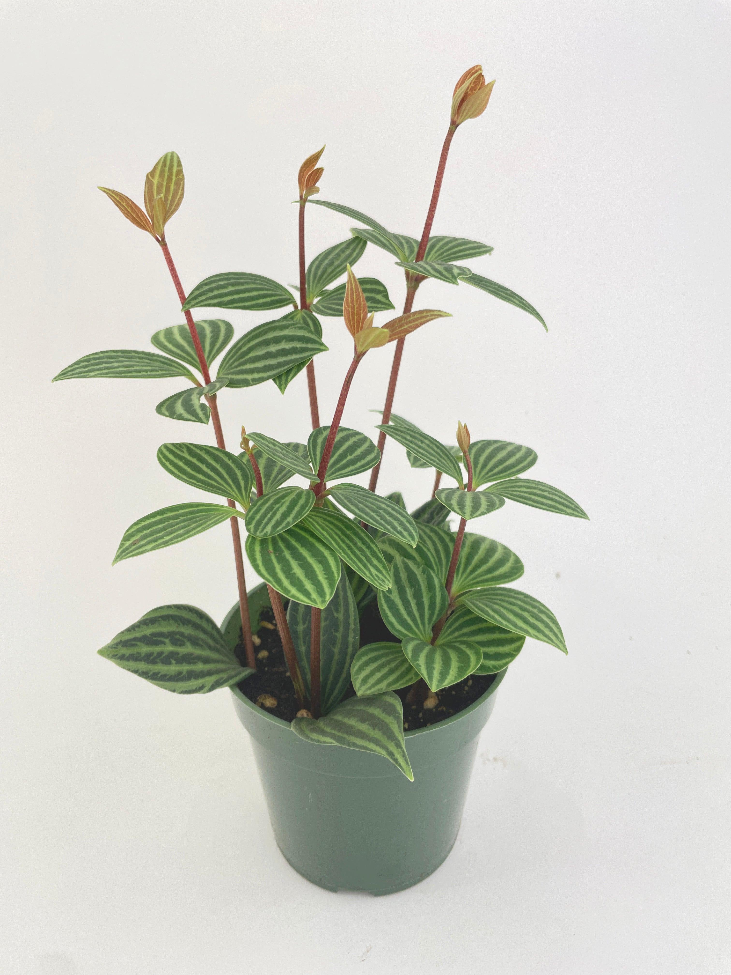 Peperomia Puteolata 'Tetragona' - Bumble Plants