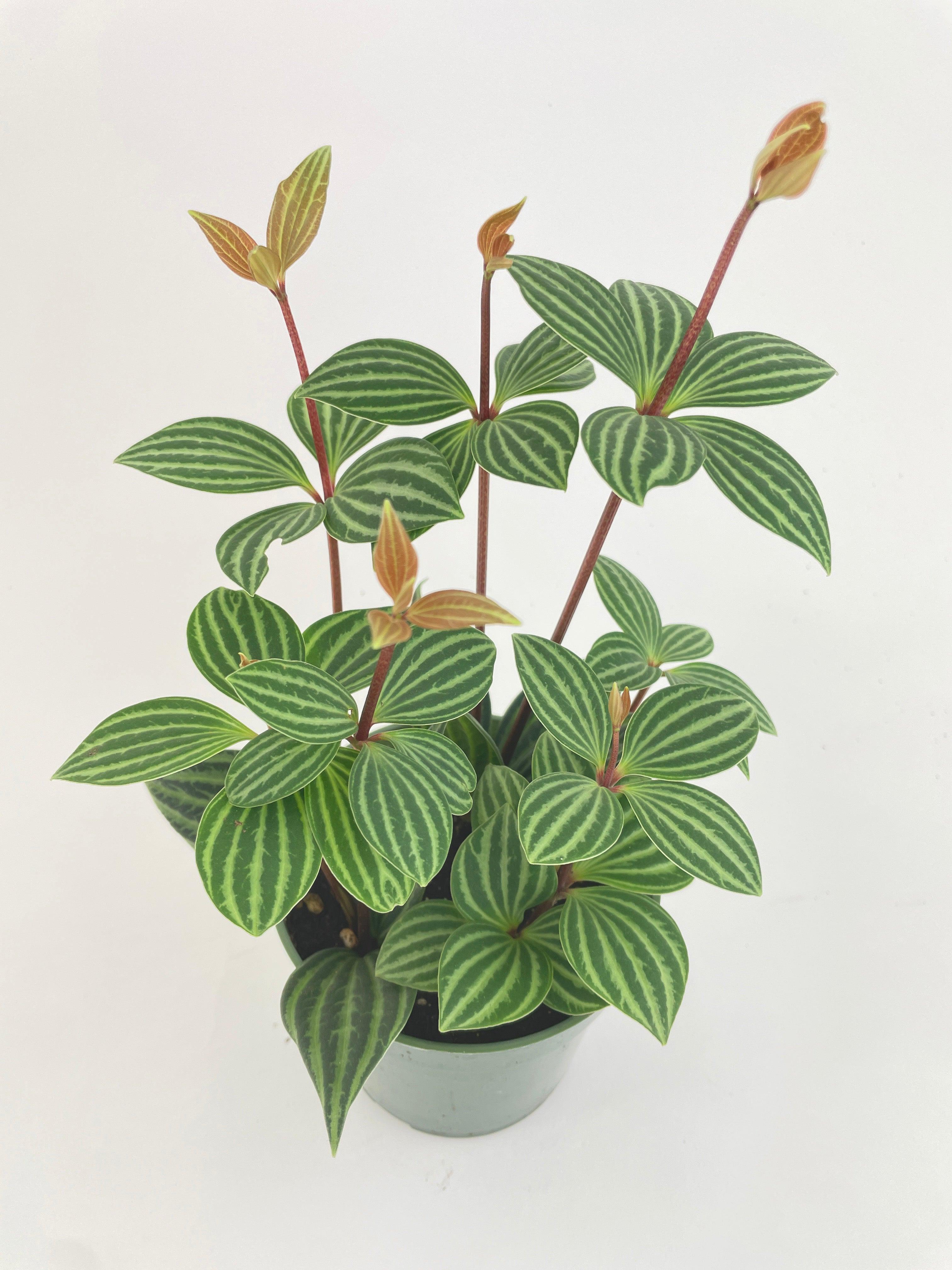 Peperomia Puteolata 'Tetragona' - Bumble Plants