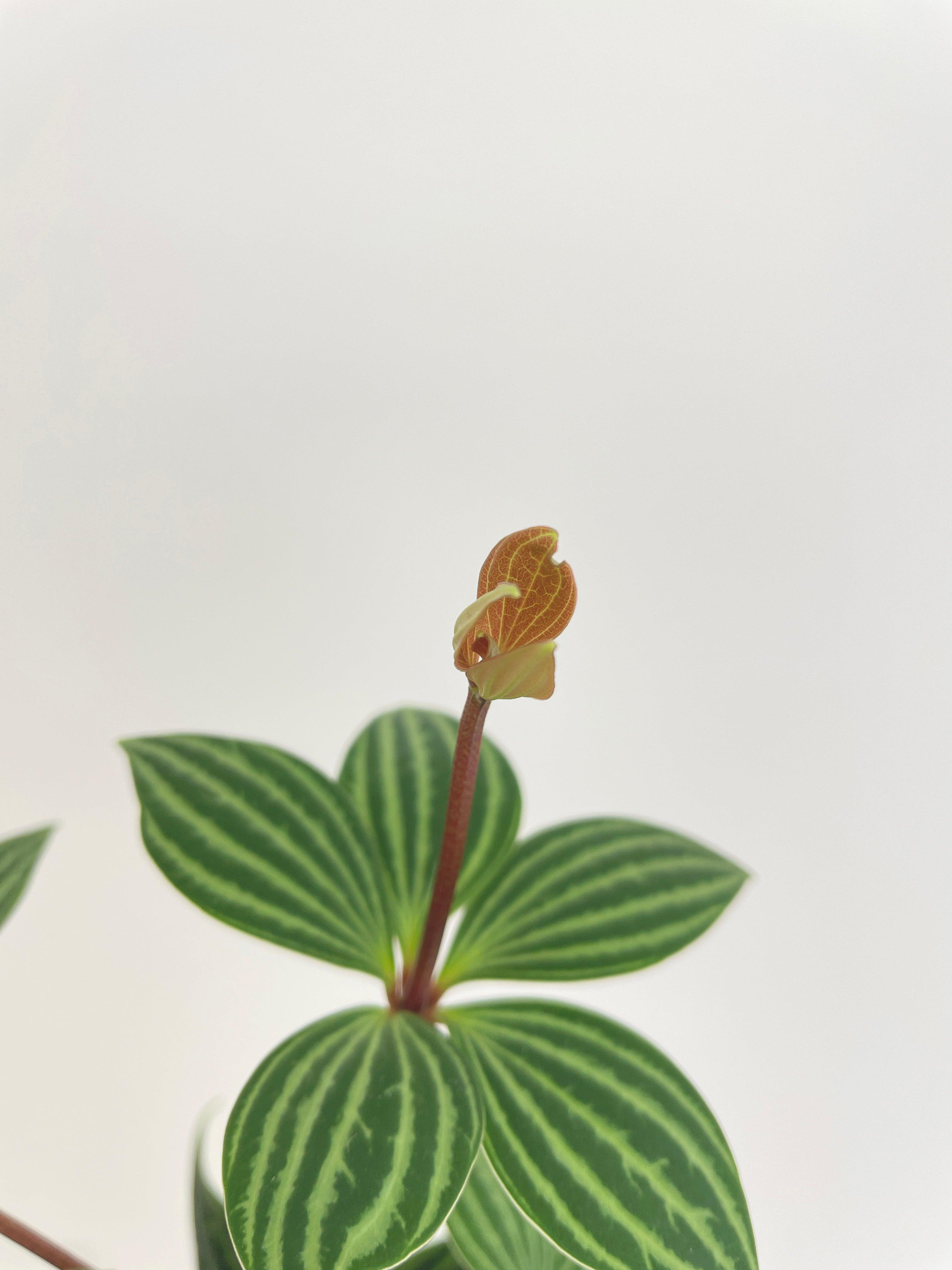 Peperomia Puteolata 'Tetragona' - Bumble Plants