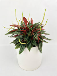 Peperomia Rosso - Bumble Plants
