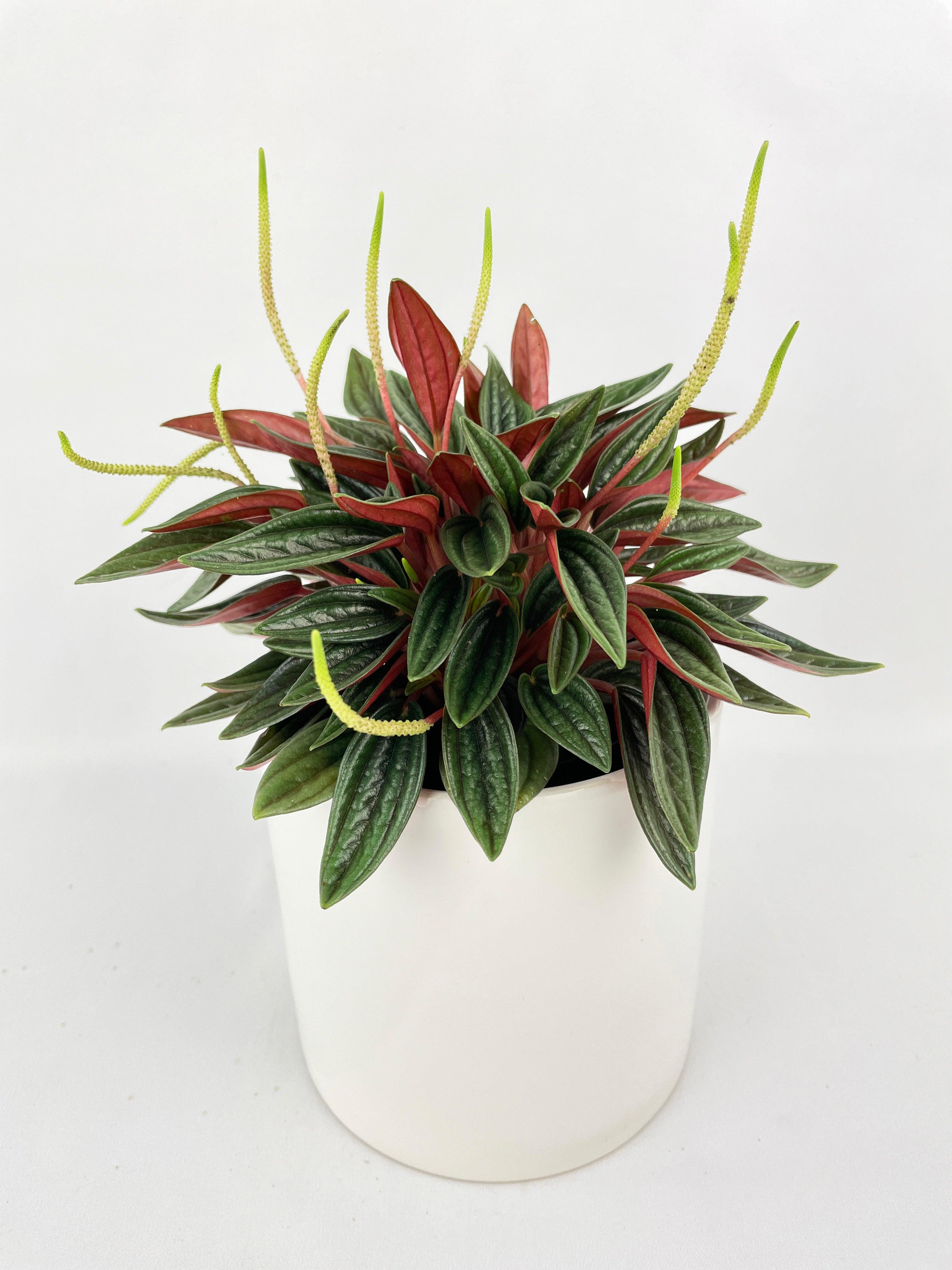 Peperomia Rosso - Bumble Plants