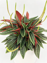 Peperomia Rosso - Bumble Plants