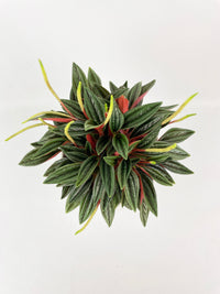 Peperomia Rosso - Bumble Plants