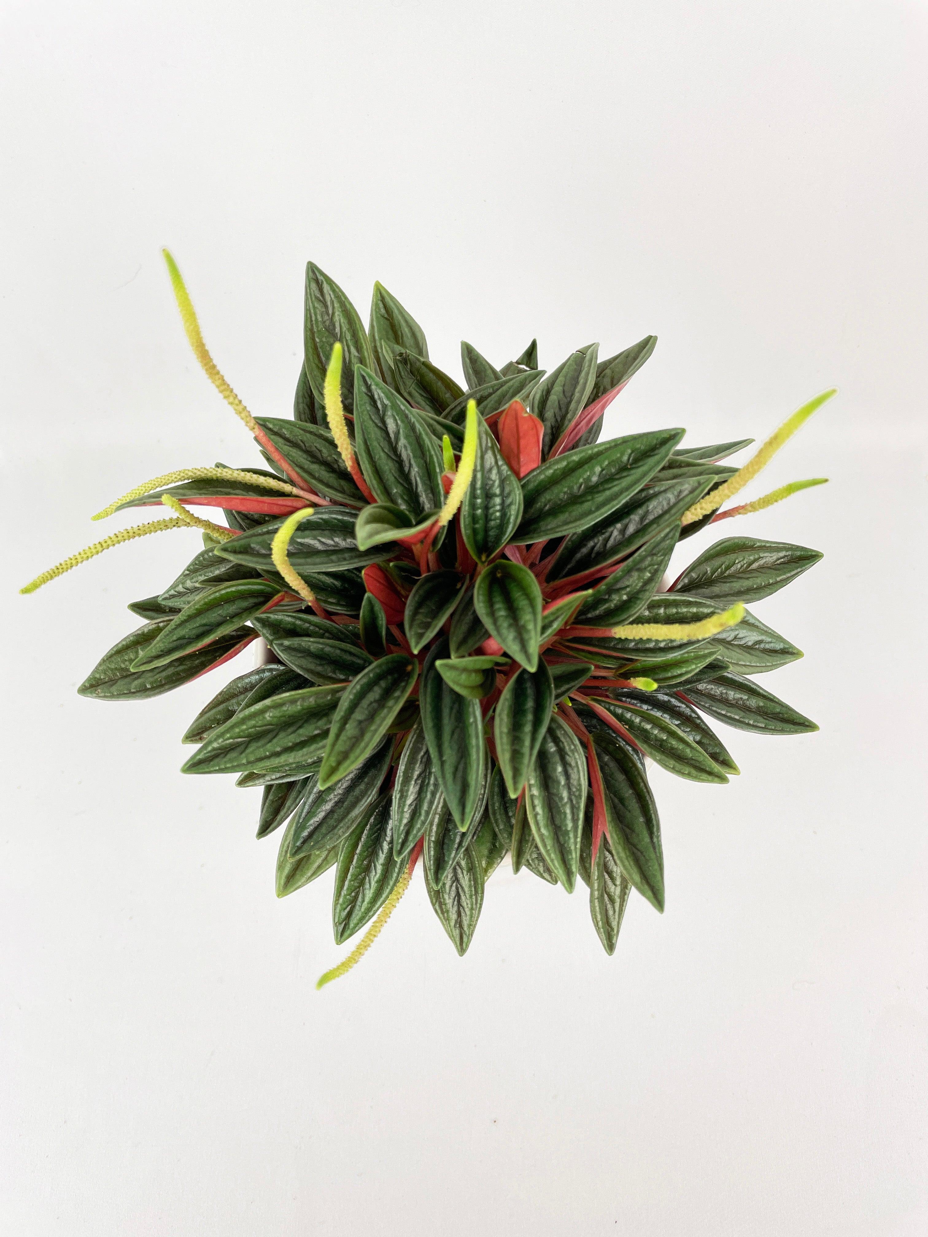Peperomia Rosso - Bumble Plants