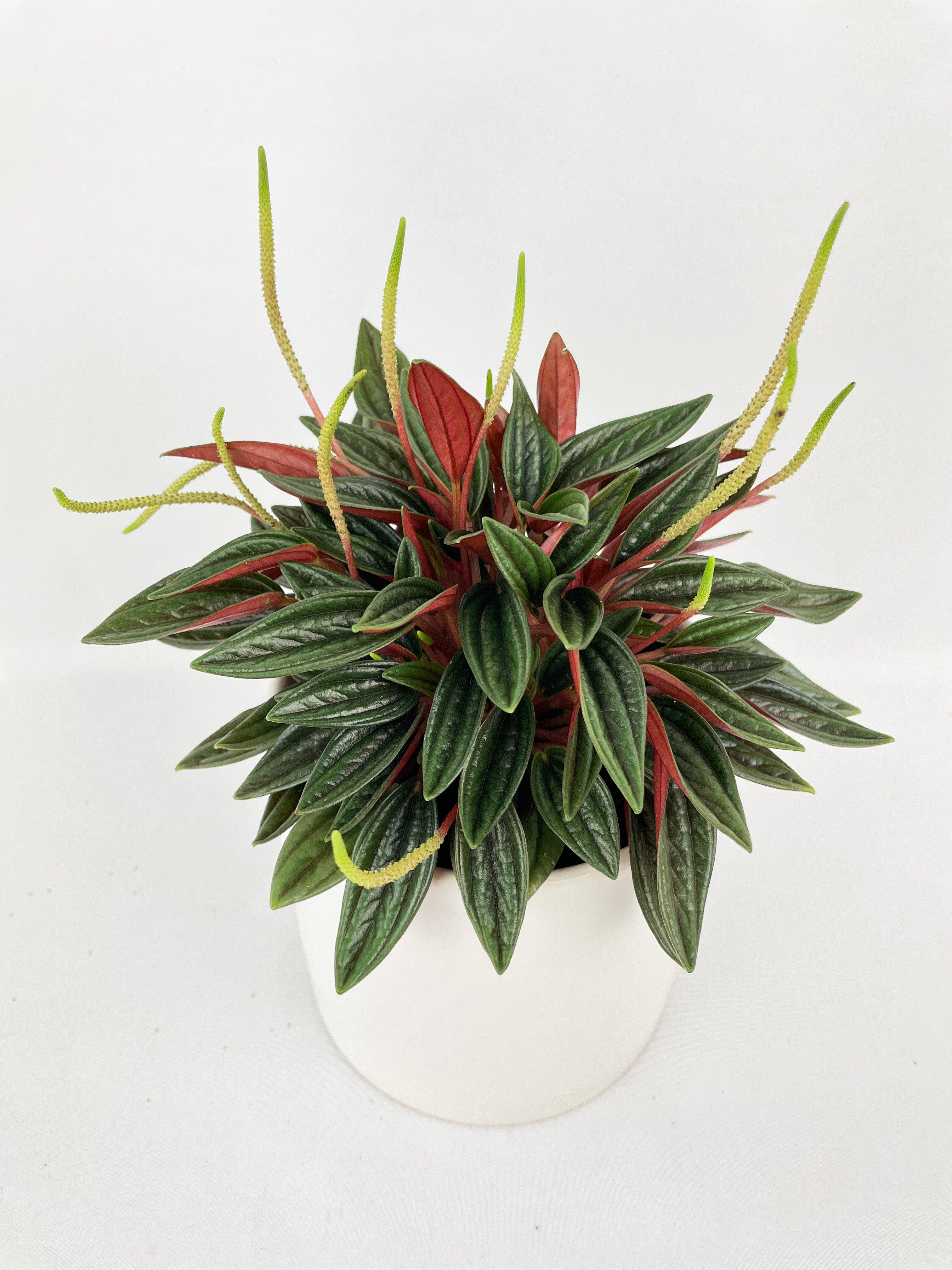 Peperomia Rosso - Bumble Plants