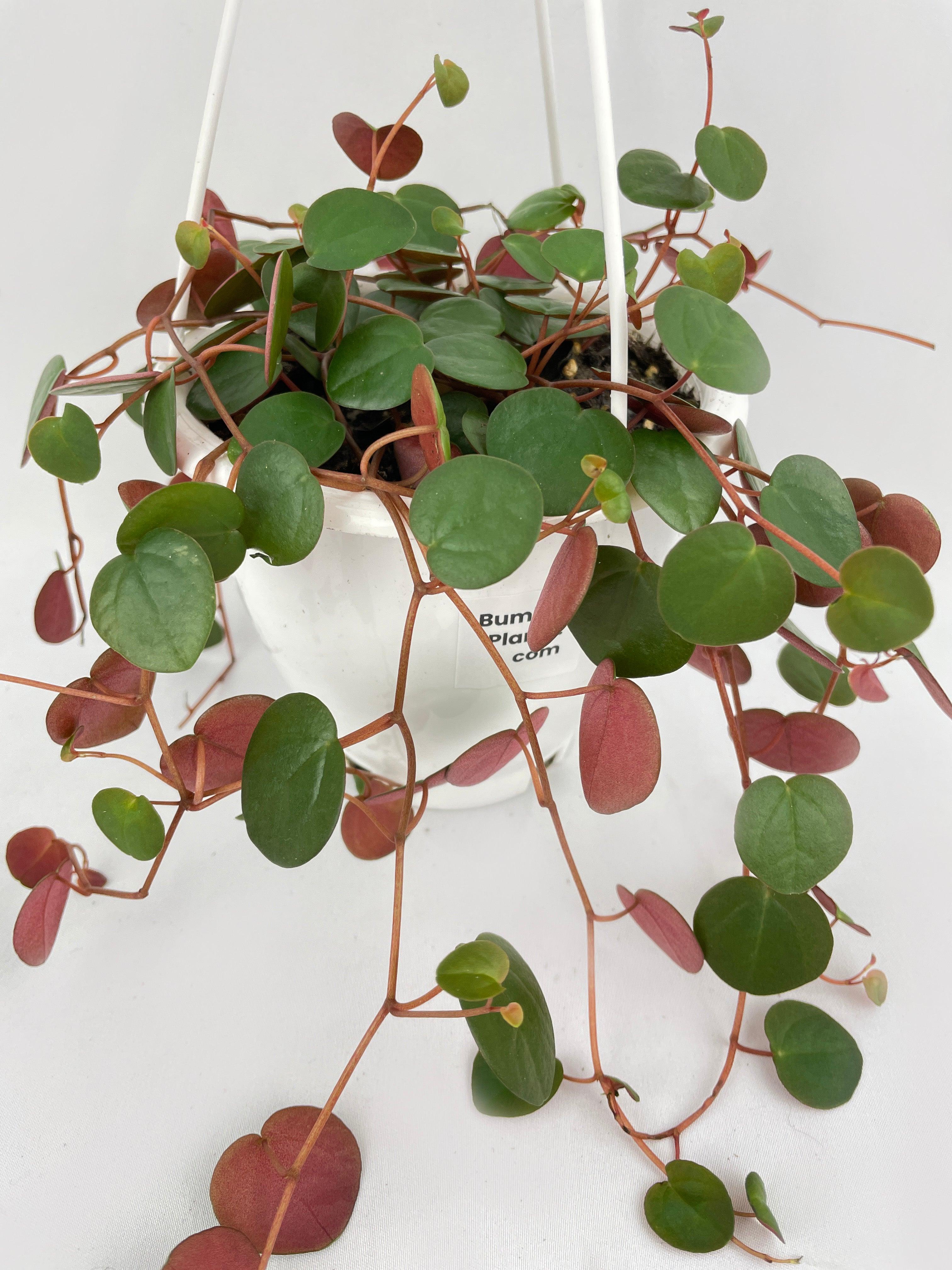 cascade succulent SMART PLANET 6 in. Peperomia Ruby Cascade Hanging Basket