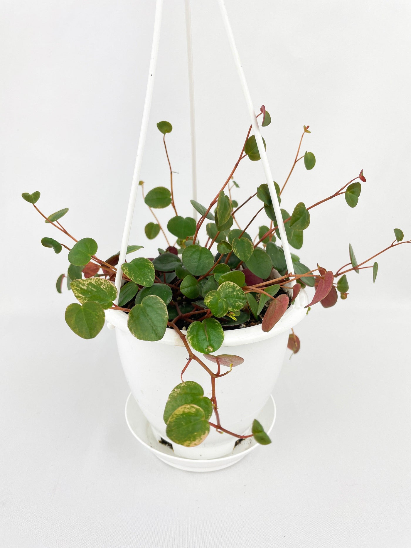 peperomia ruby cascade succulent plant Live Peperomia Ruby Cascade