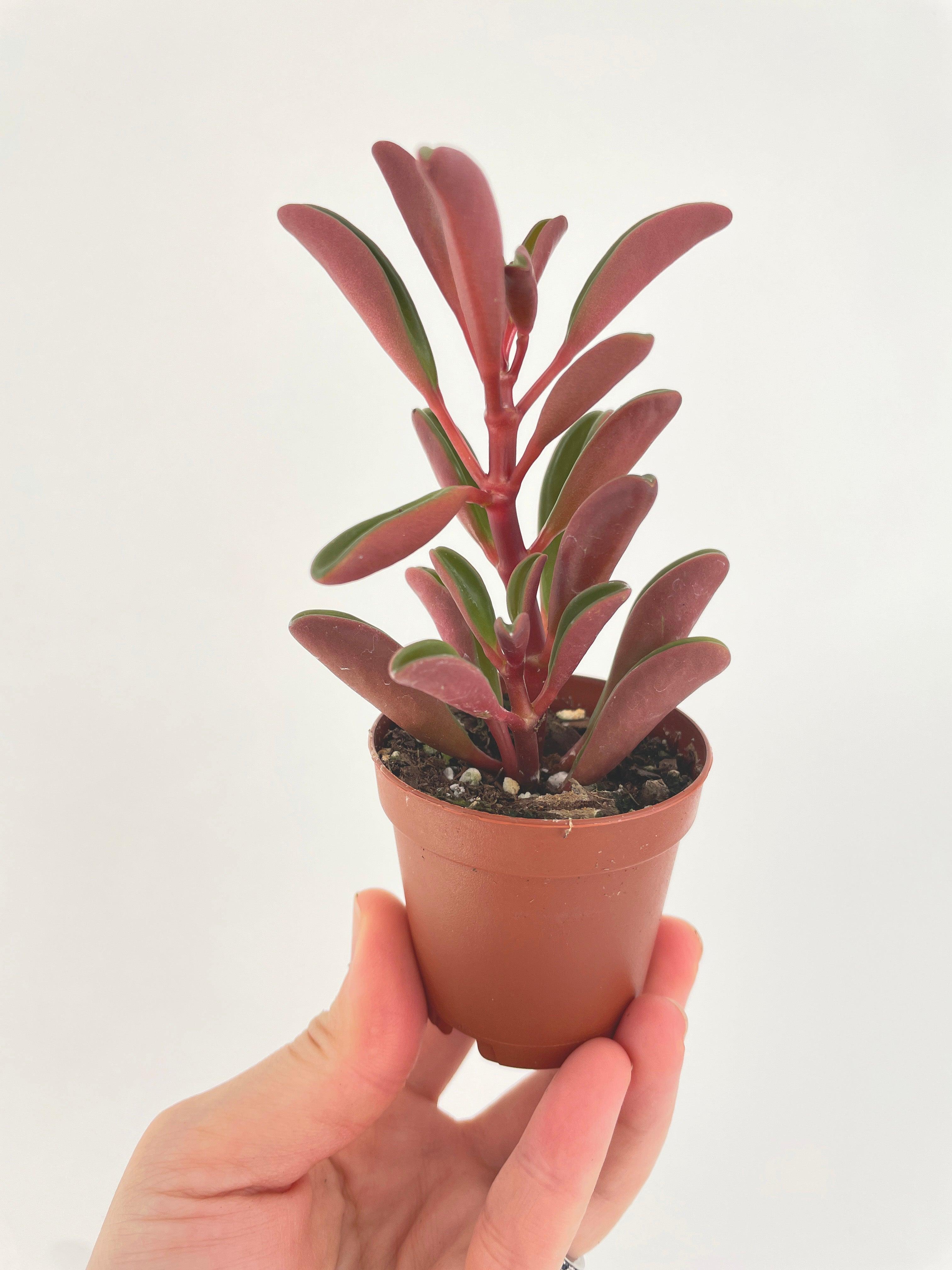 Peperomia Graveolens Ruby Glow Succulent - Bumble Plants