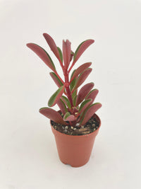 Peperomia Graveolens Ruby Glow Succulent - Bumble Plants