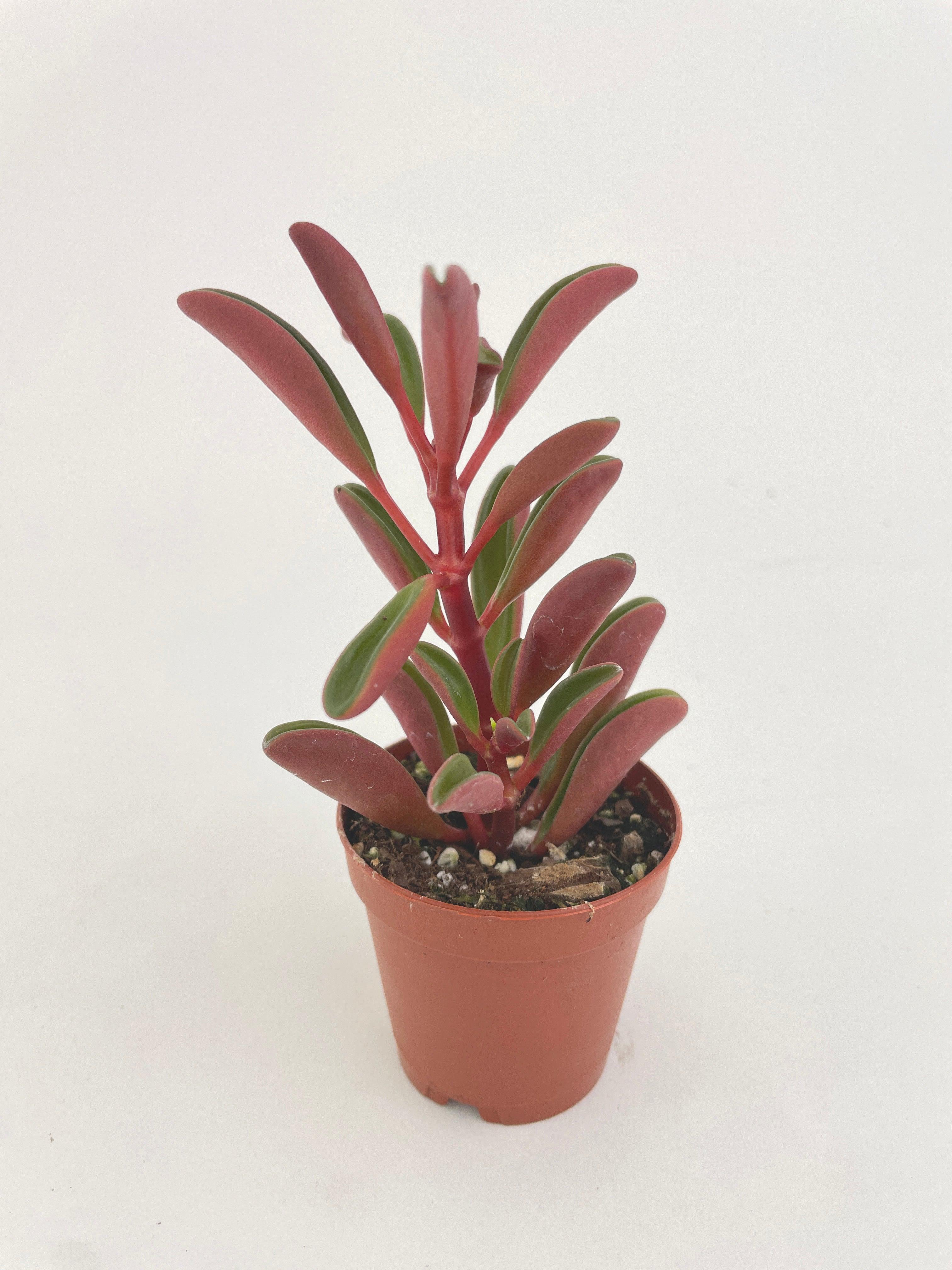 Peperomia Graveolens Ruby Glow Succulent - Bumble Plants