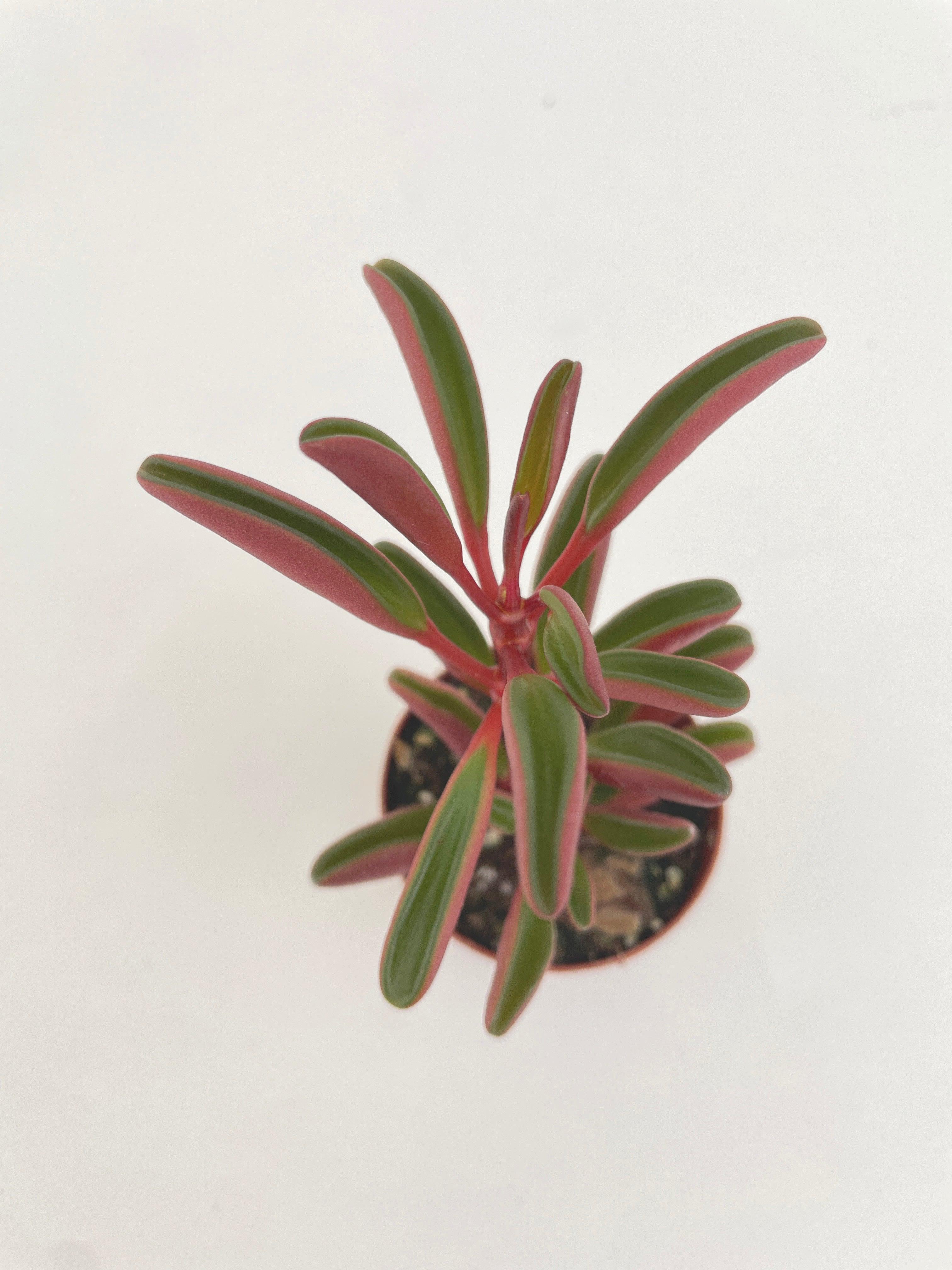 Peperomia Graveolens Ruby Glow Succulent - Bumble Plants