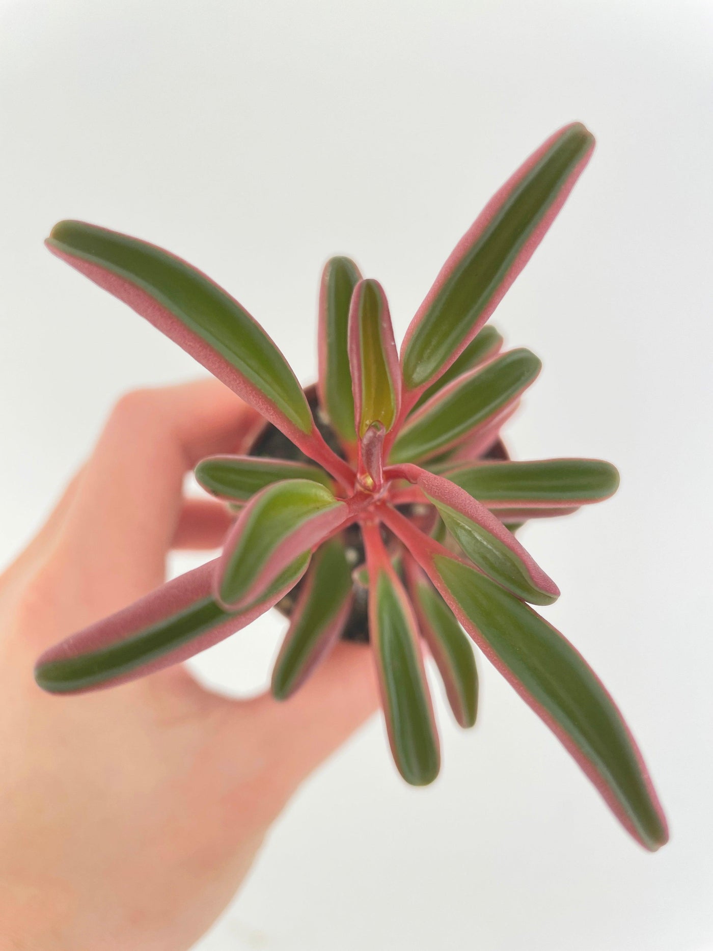 ruby glow succulent Live Peperomia Graveolens Ruby Glow