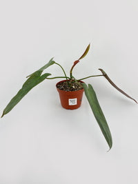 Philodendron Atabapoense - Bumble Plants