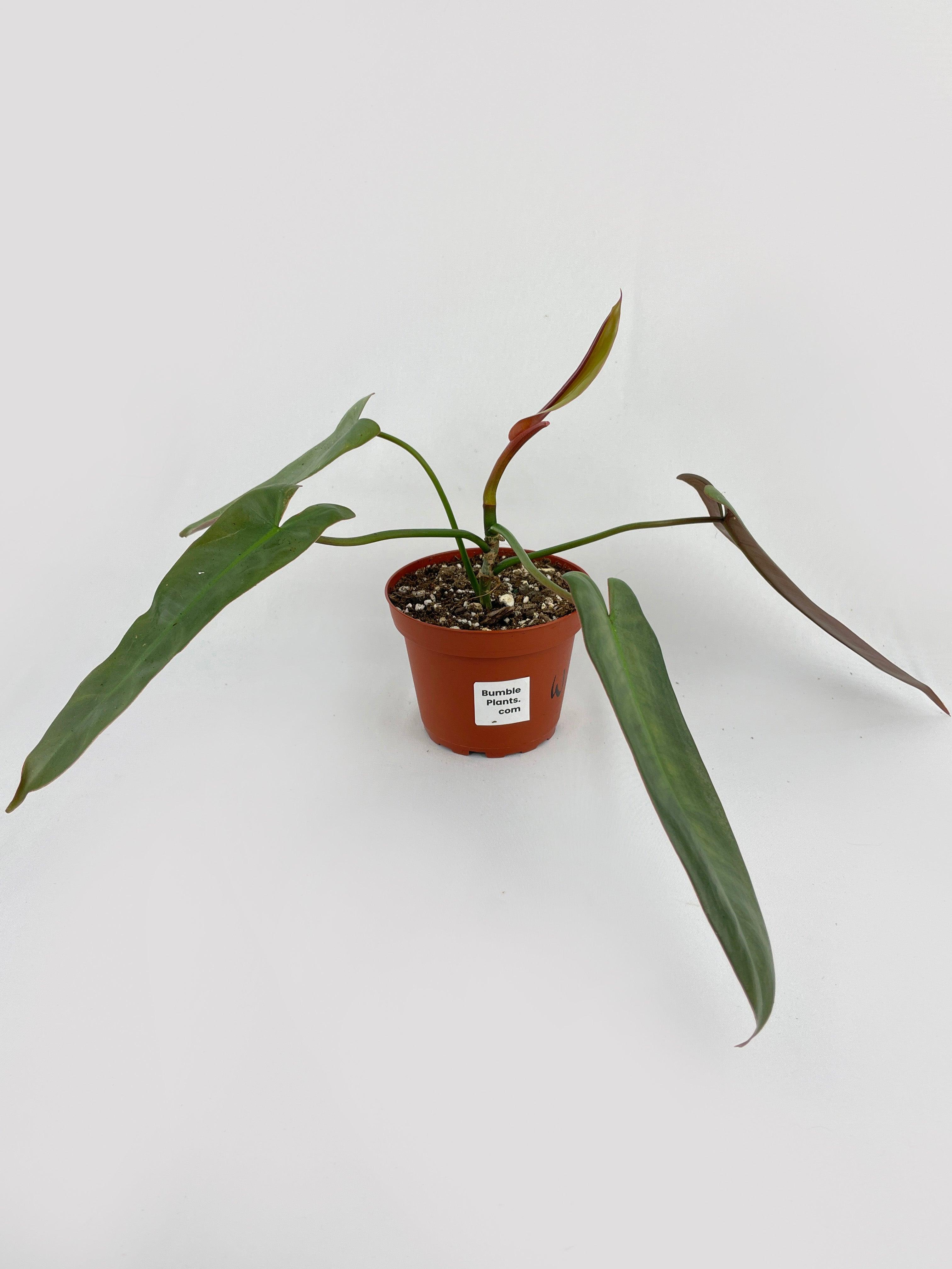 Philodendron Atabapoense - Bumble Plants