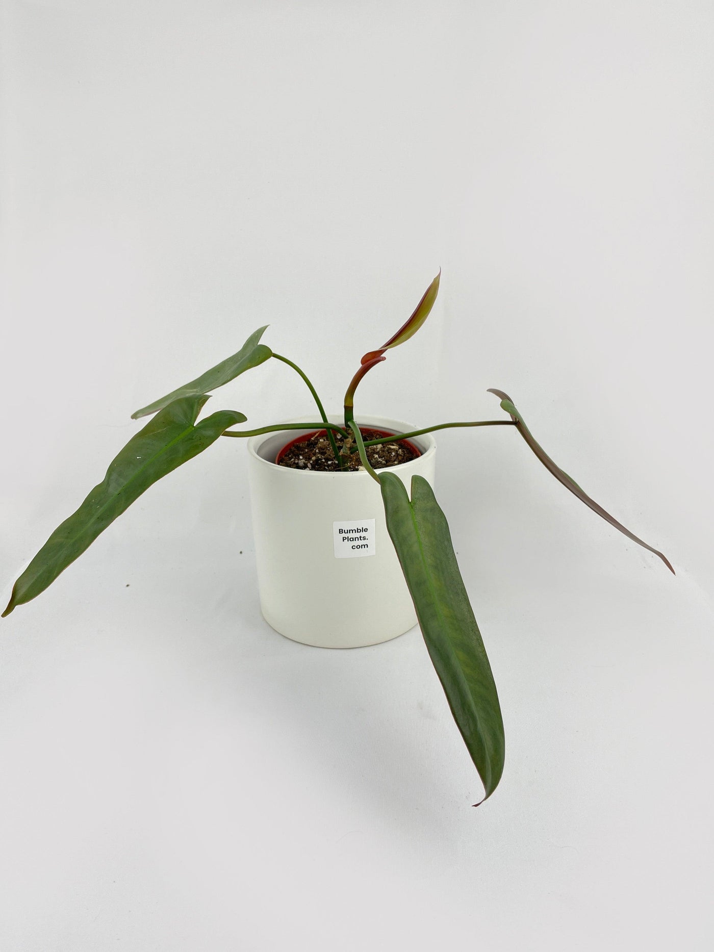 philodendron atabapoense silver Live Philodendron Atabapoense