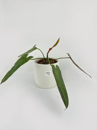 Philodendron Atabapoense - Bumble Plants
