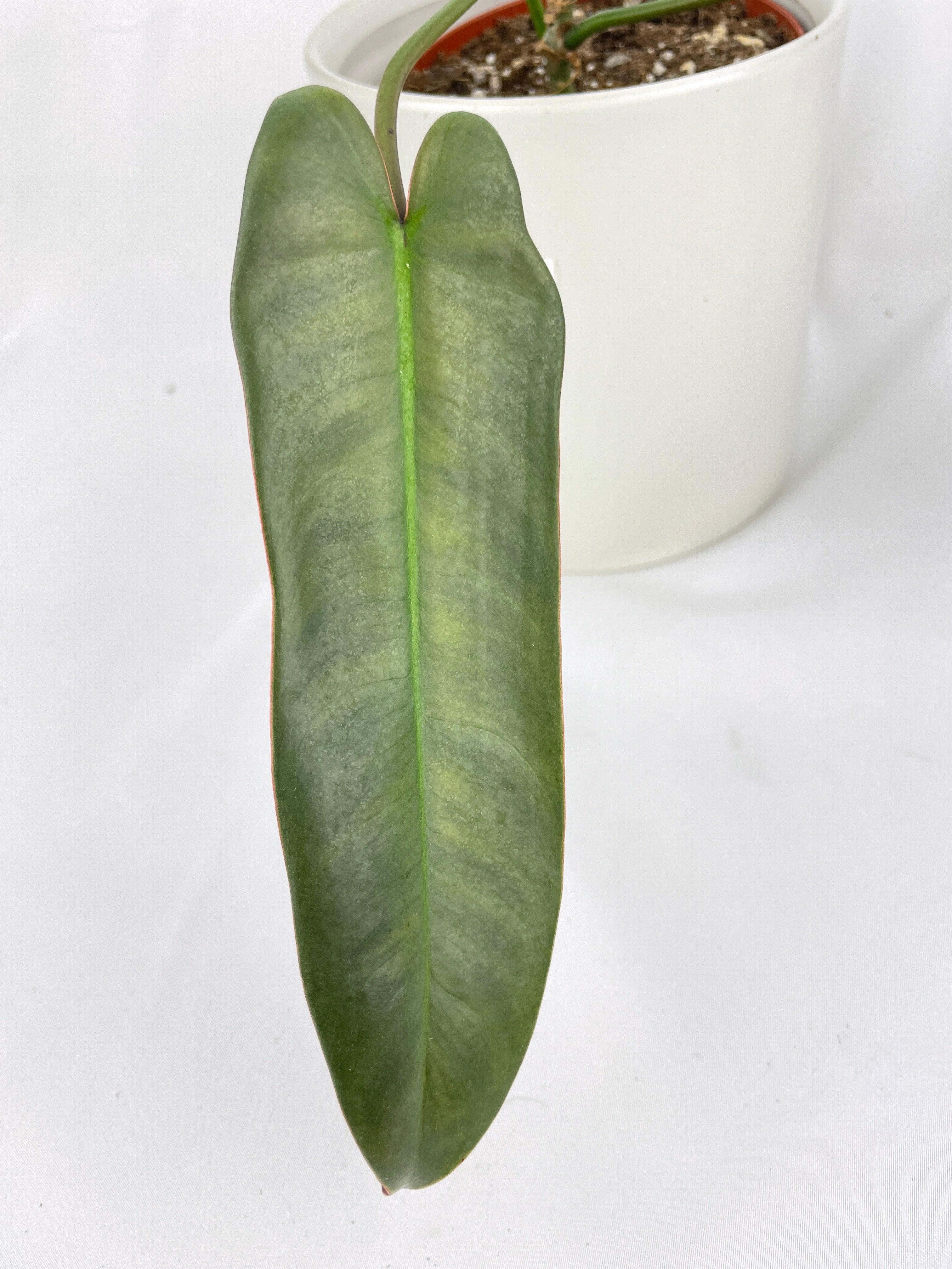 Philodendron Atabapoense - Bumble Plants