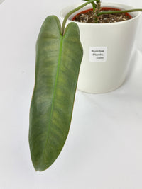 Philodendron Atabapoense - Bumble Plants