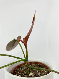 Philodendron Atabapoense - Bumble Plants