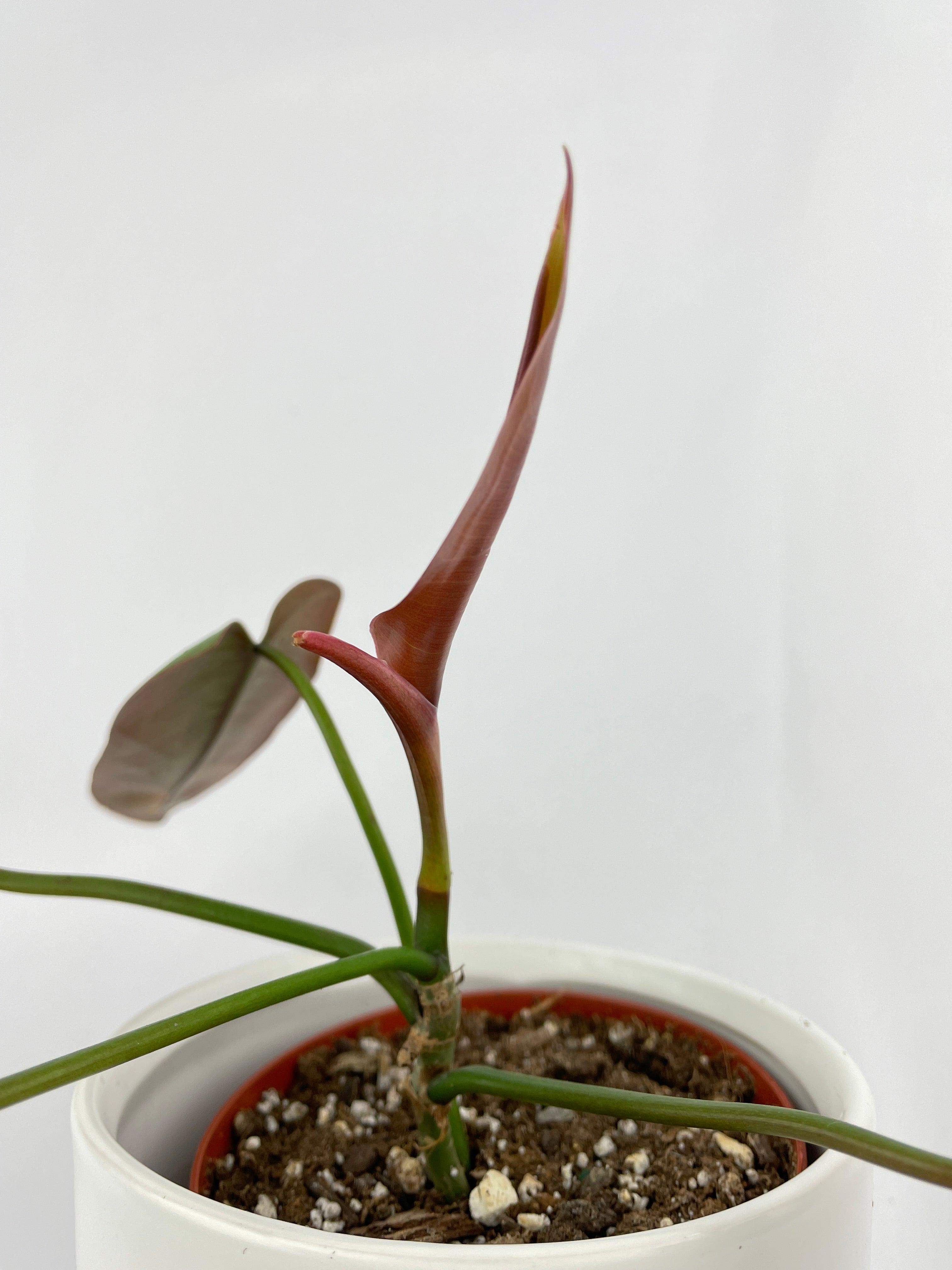Philodendron Atabapoense - Bumble Plants