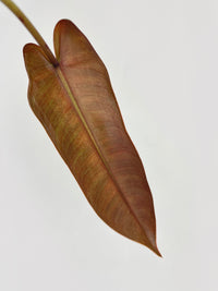 Philodendron Atabapoense - Bumble Plants
