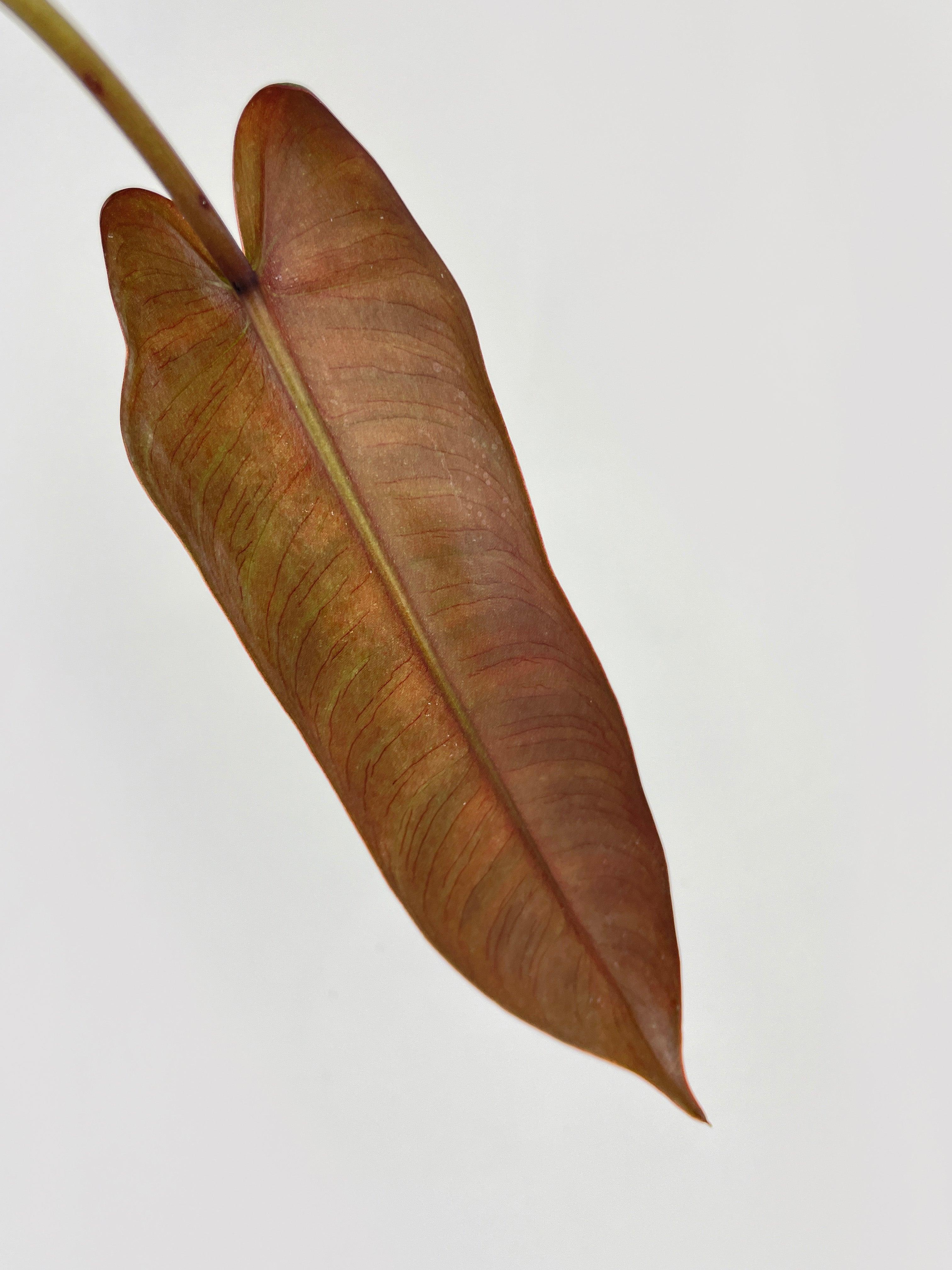 Philodendron Atabapoense - Bumble Plants