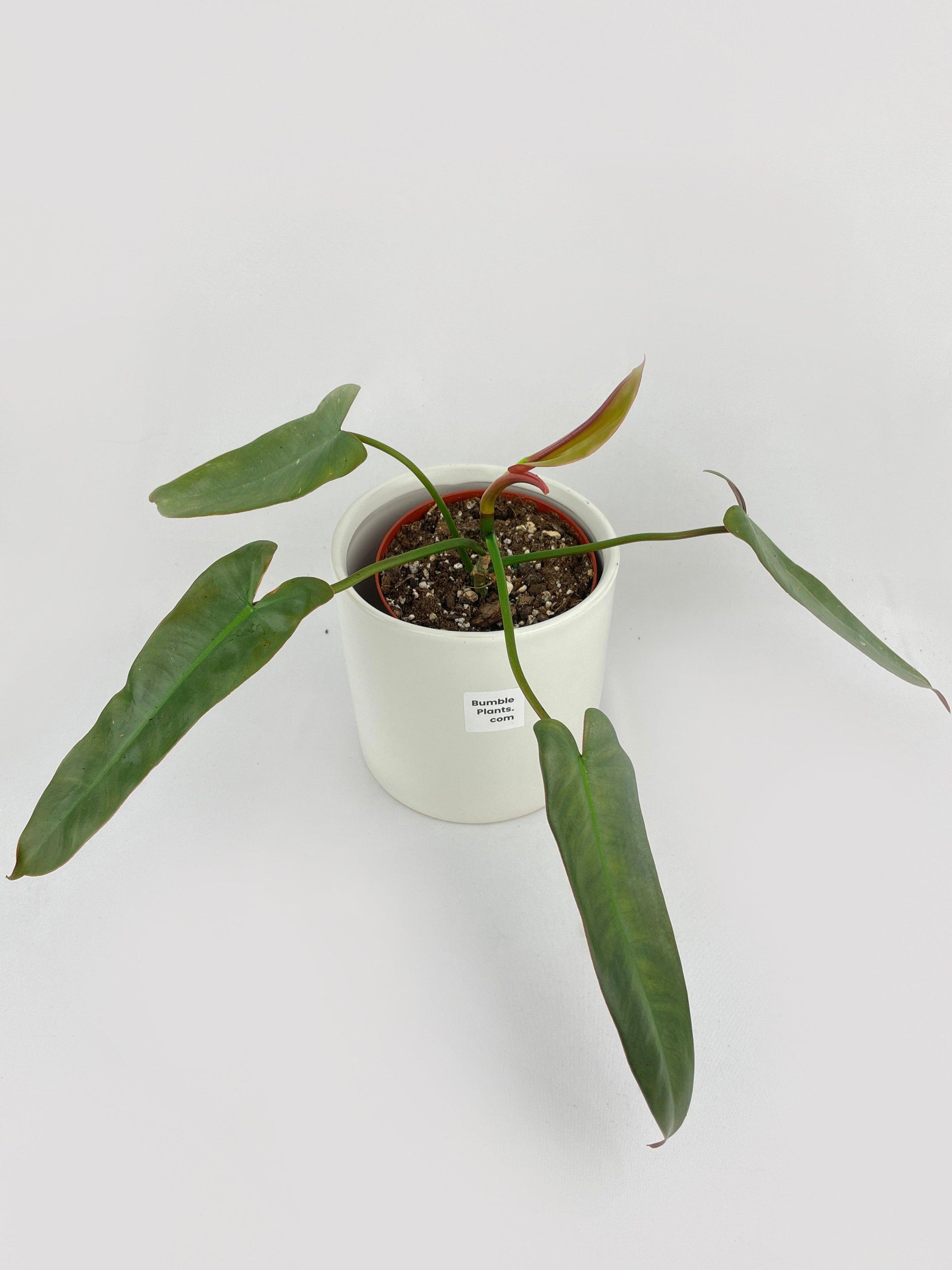 Live Philodendron Atabapoense
