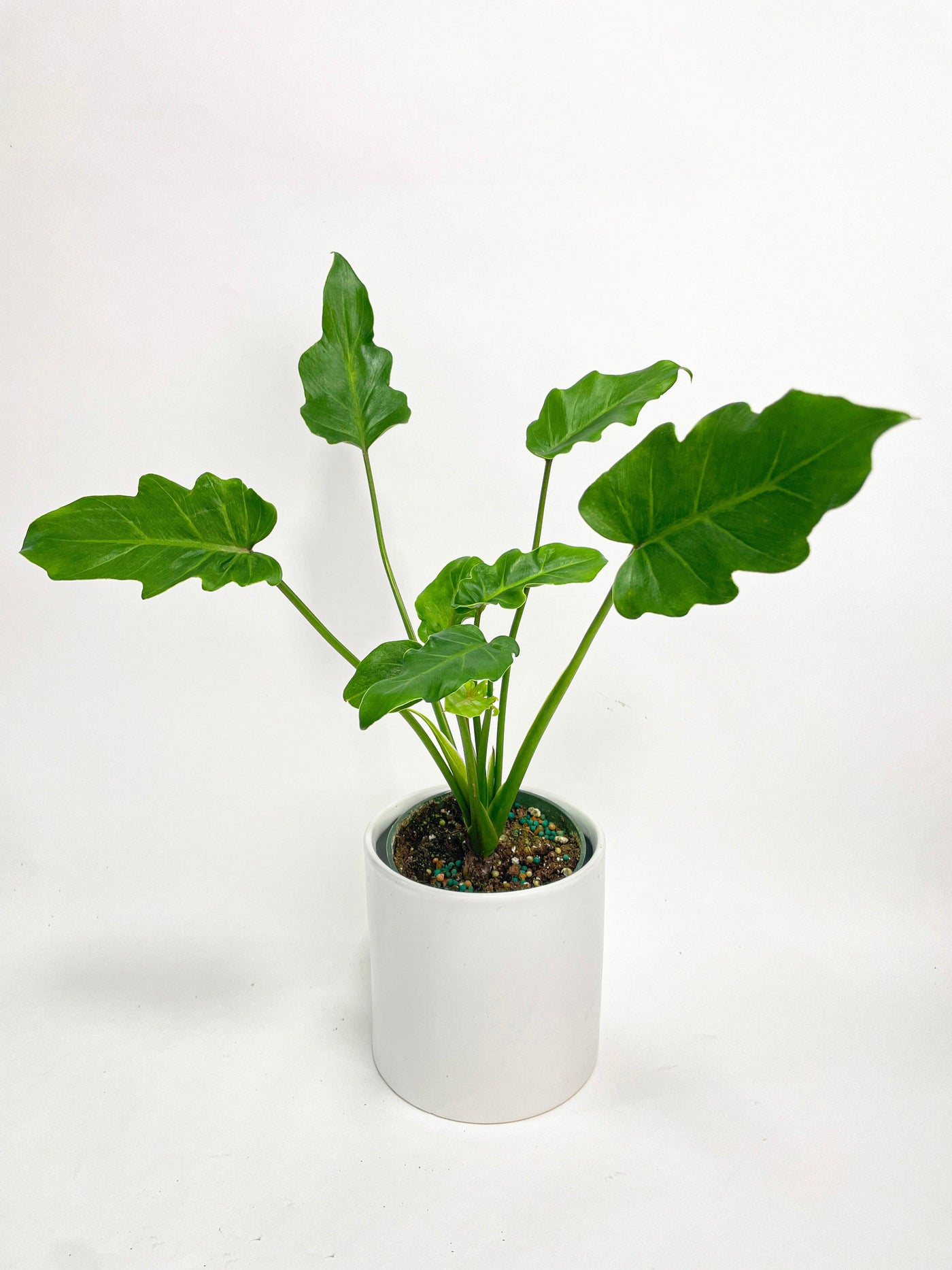 philodendron bipinnatifidum shangri-la Philodendron Bipinnatifidum Shangri-La