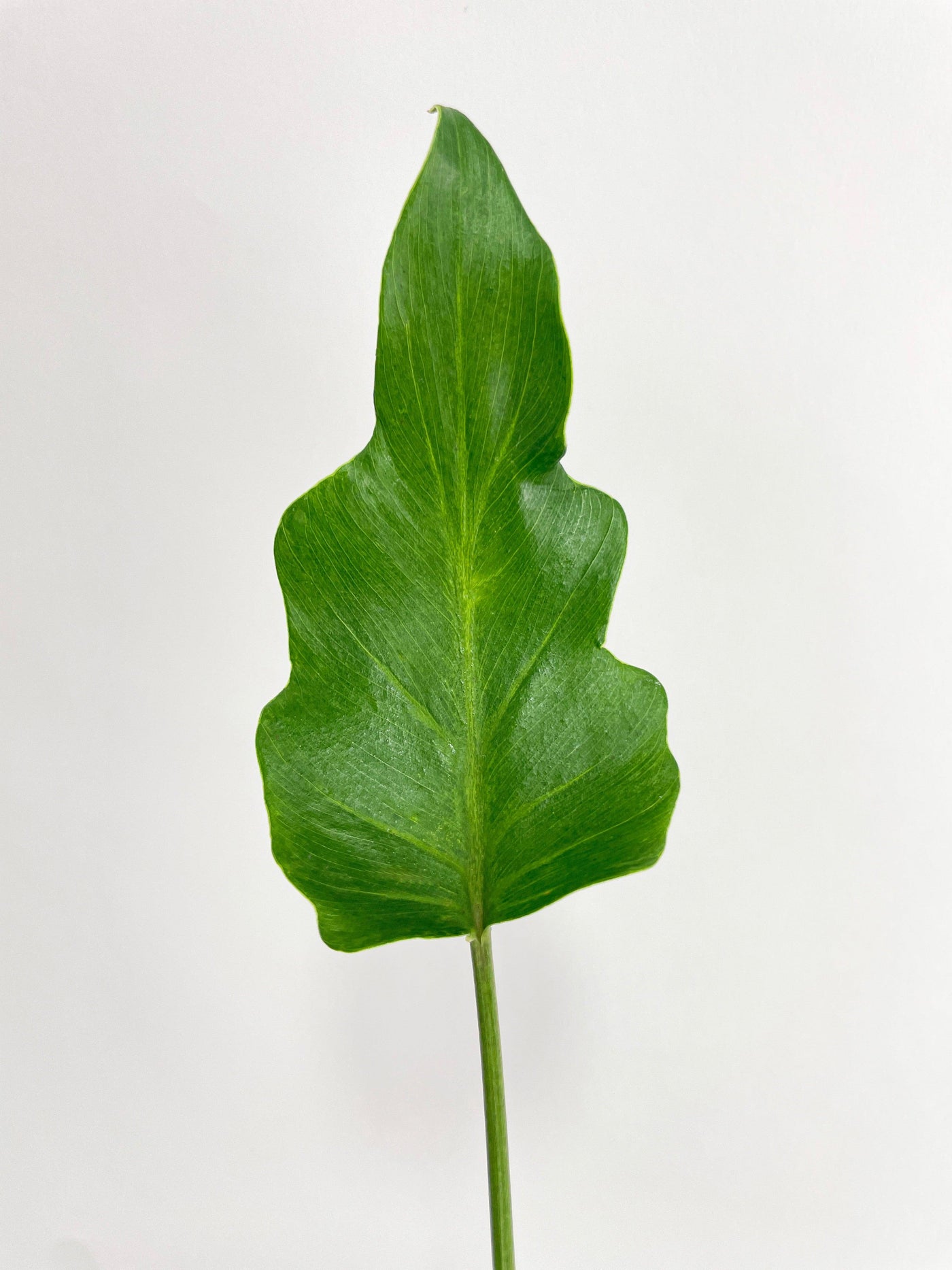 philodendron bipinnatifidum juvenile Live Philodendron Bipinnatifidum