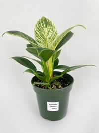 Philodendron Birkin Variegata - Bumble Plants