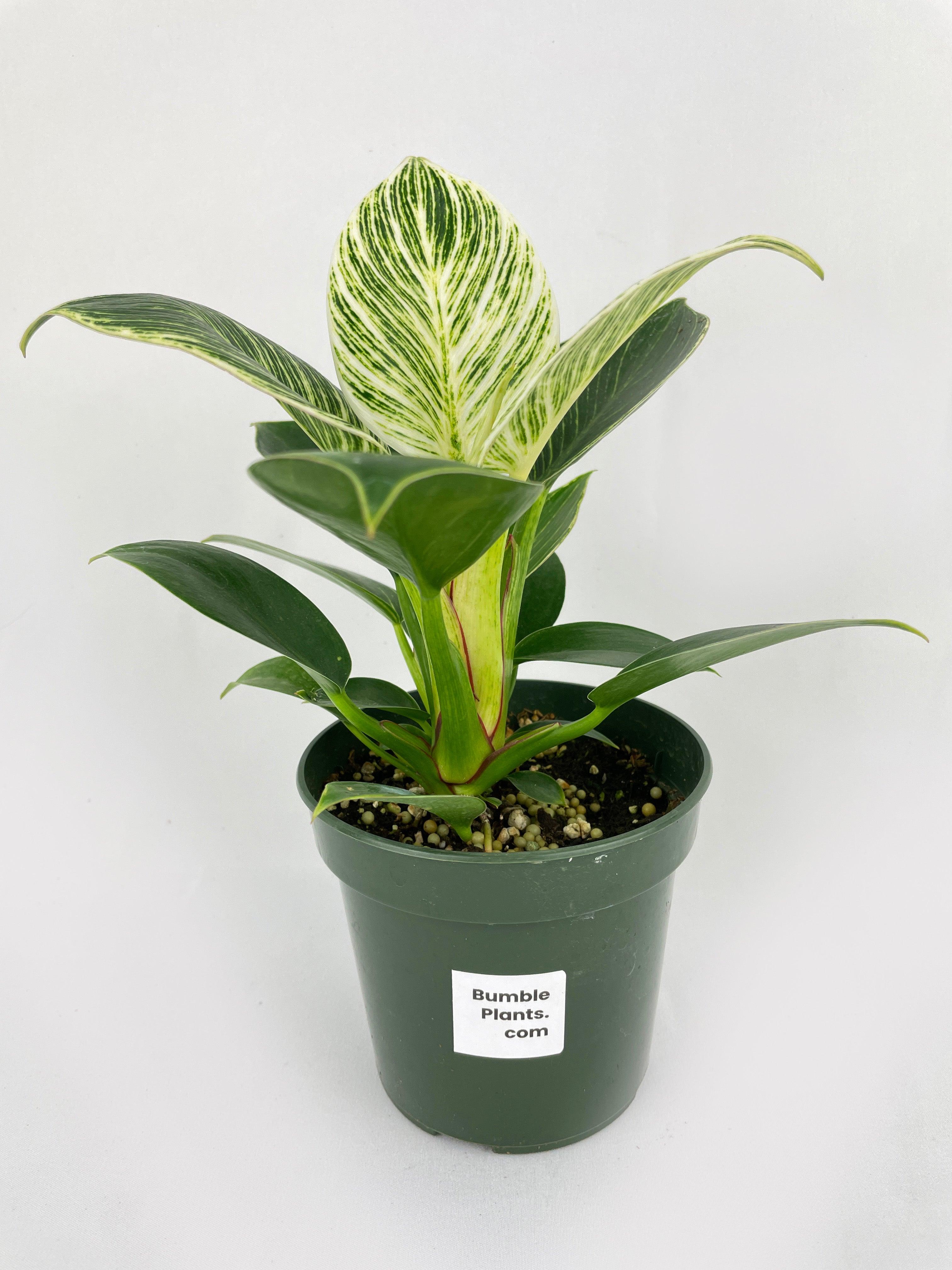 Philodendron Birkin Variegata - Bumble Plants