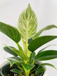 Philodendron Birkin Variegata - Bumble Plants