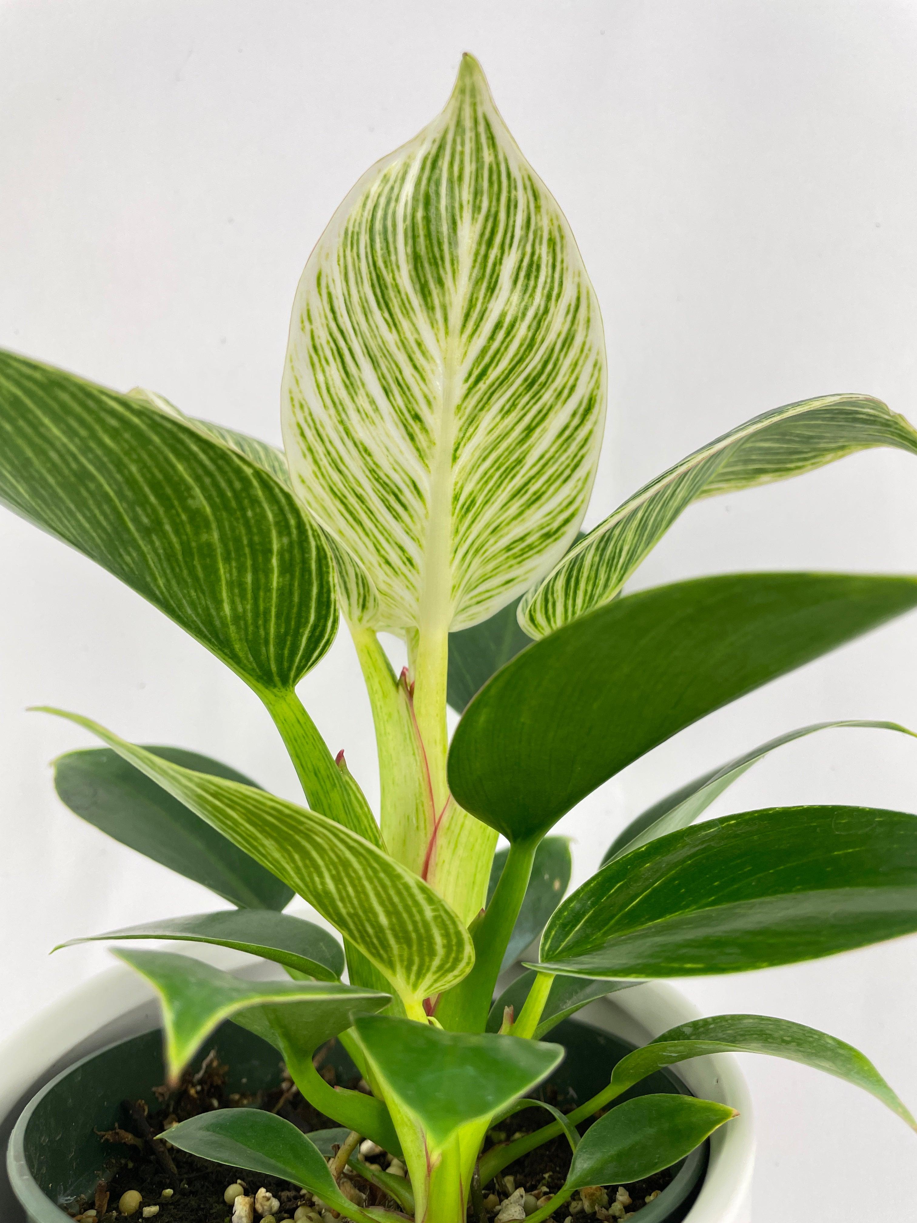 Philodendron Birkin Variegata - Bumble Plants