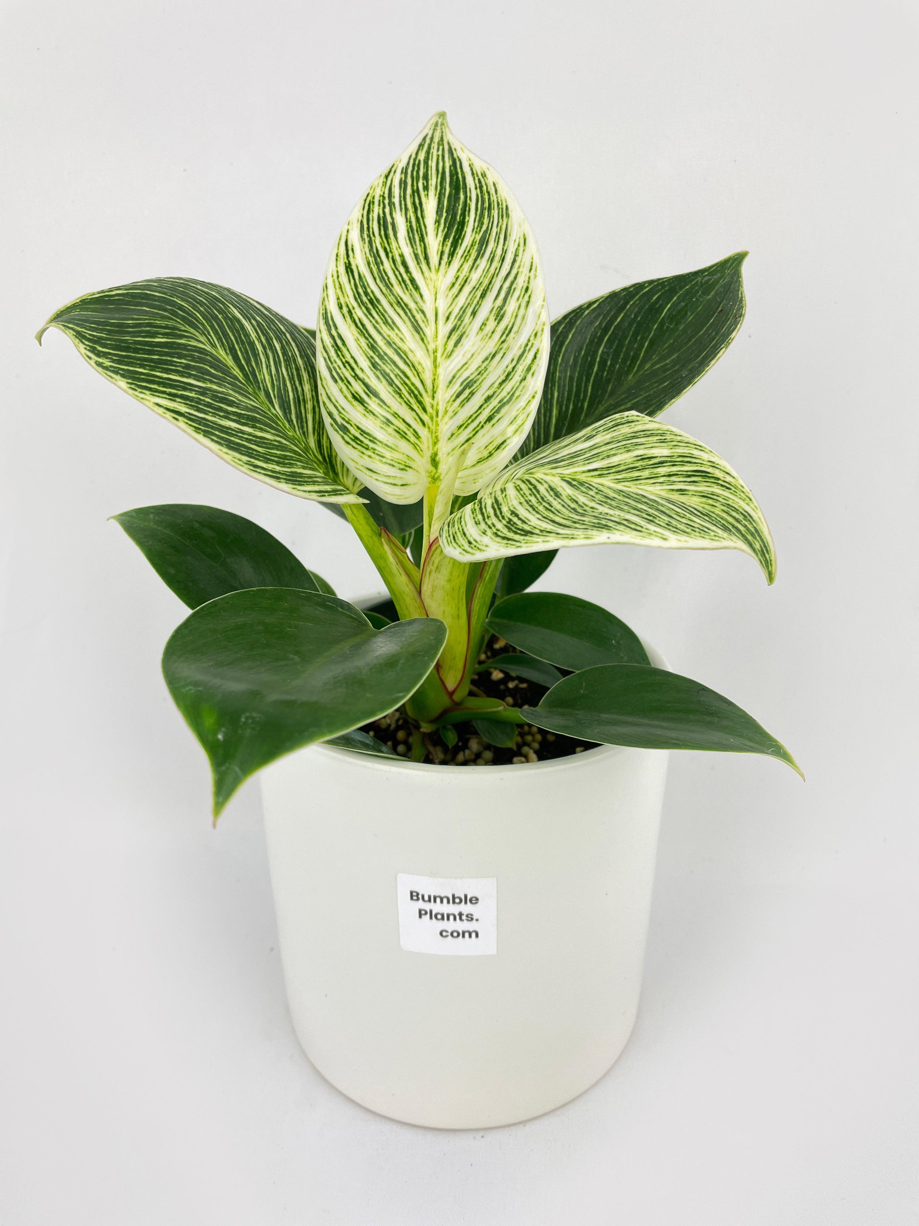 Philodendron Birkin Variegata - Bumble Plants