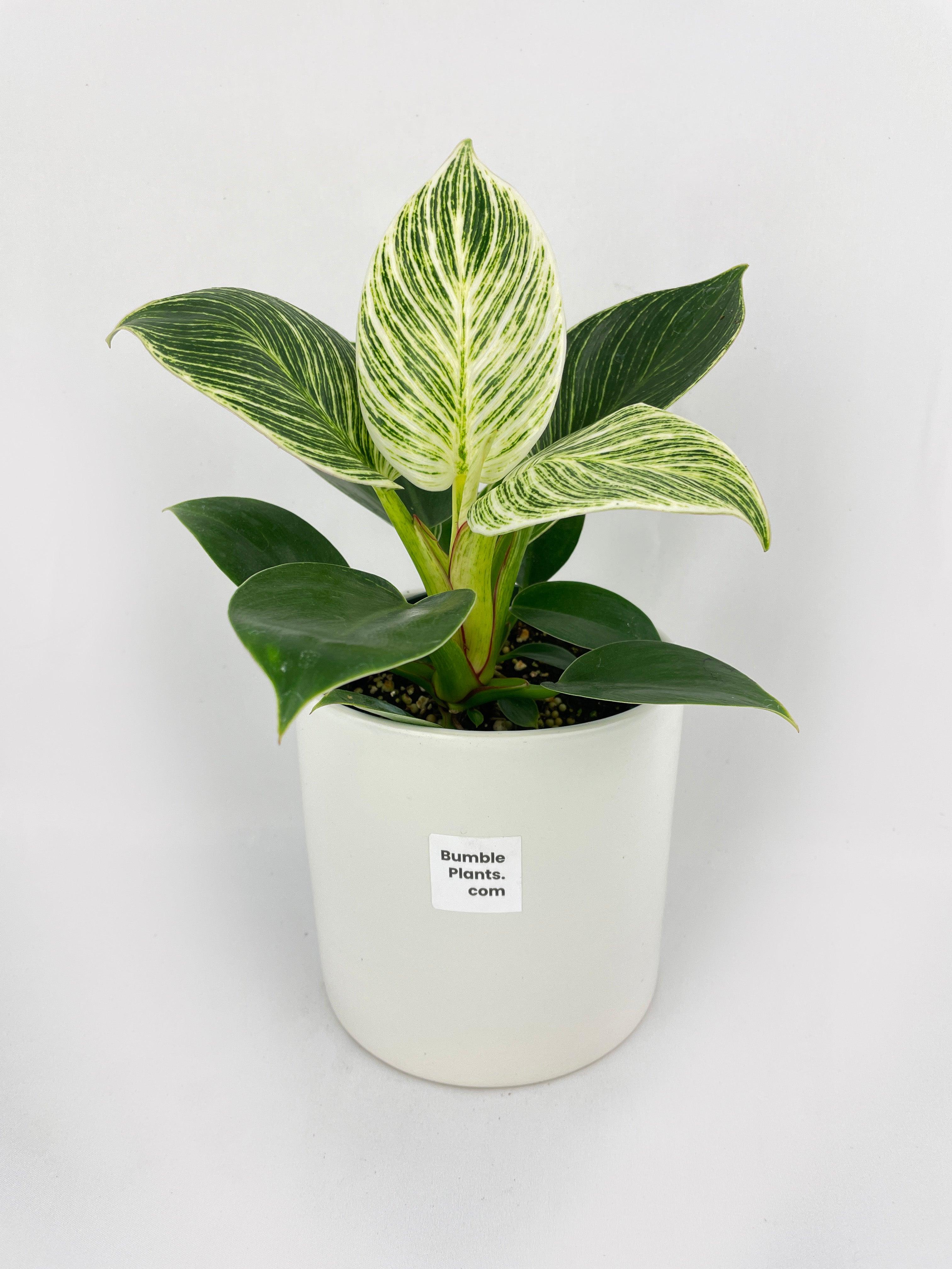 Philodendron Birkin Variegata - Bumble Plants