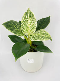Philodendron Birkin Variegata - Bumble Plants